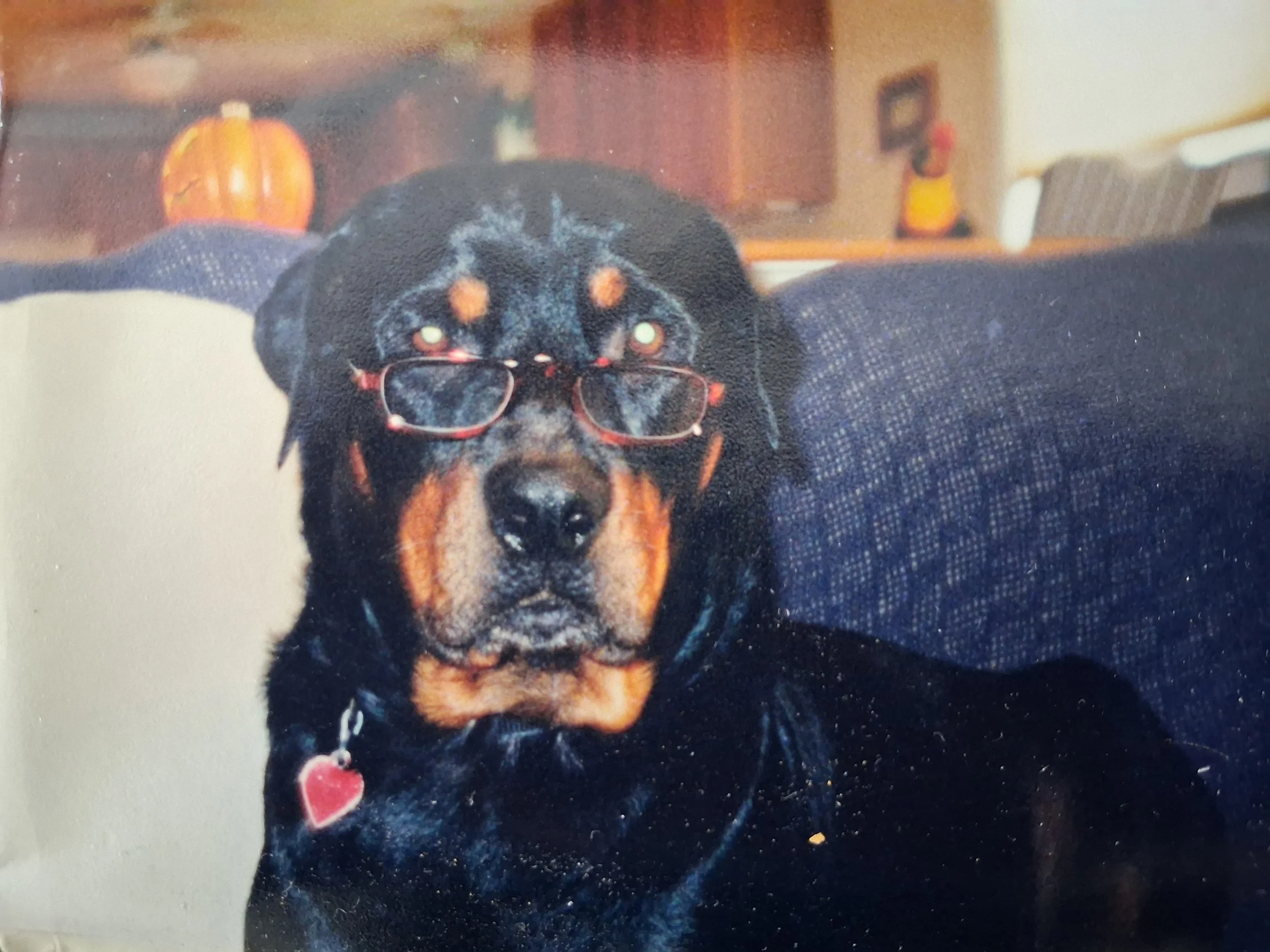 Rufus a black-and-tan dog sitting on a couch indoors, wearing small red glasses