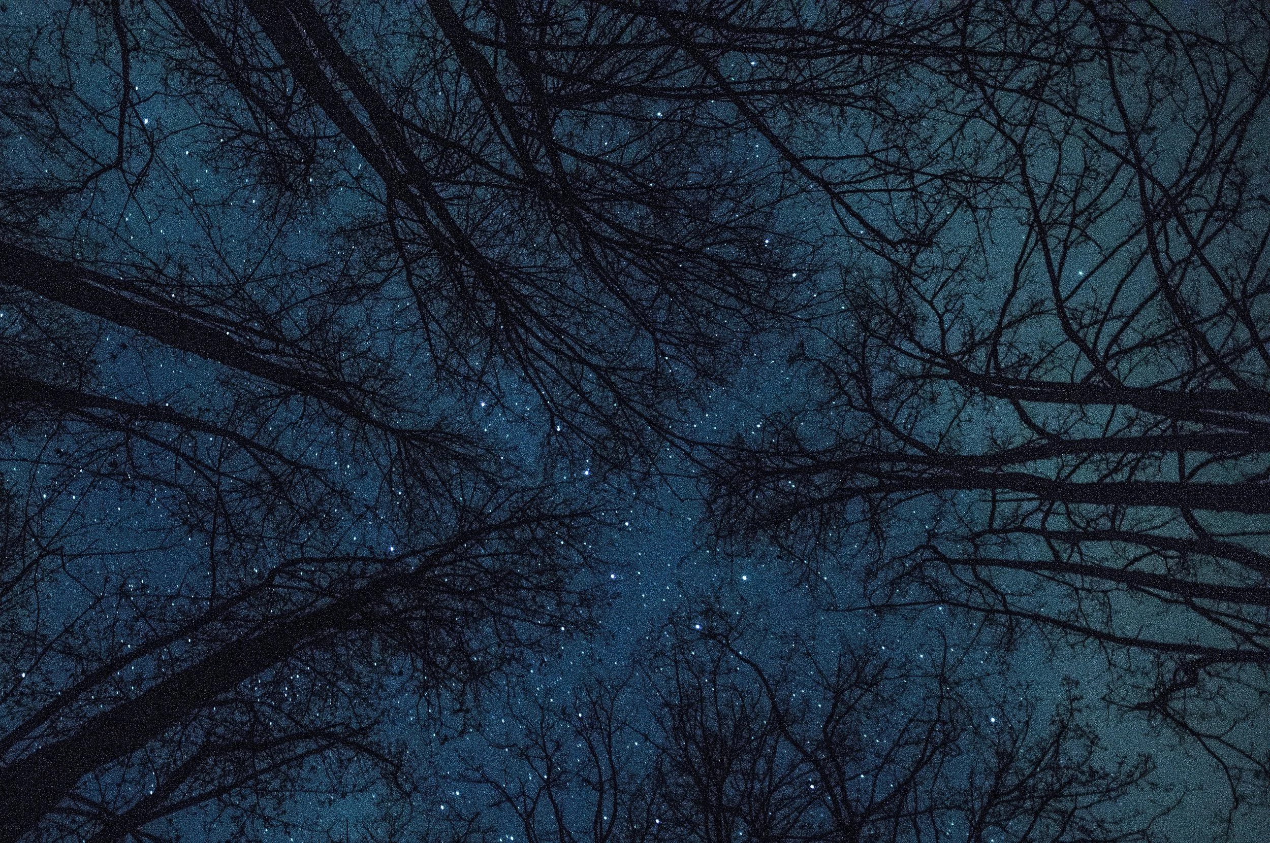 A star-filled night sky framed by the silhouettes of tall, leafless tree branches stretching inward from all sides.