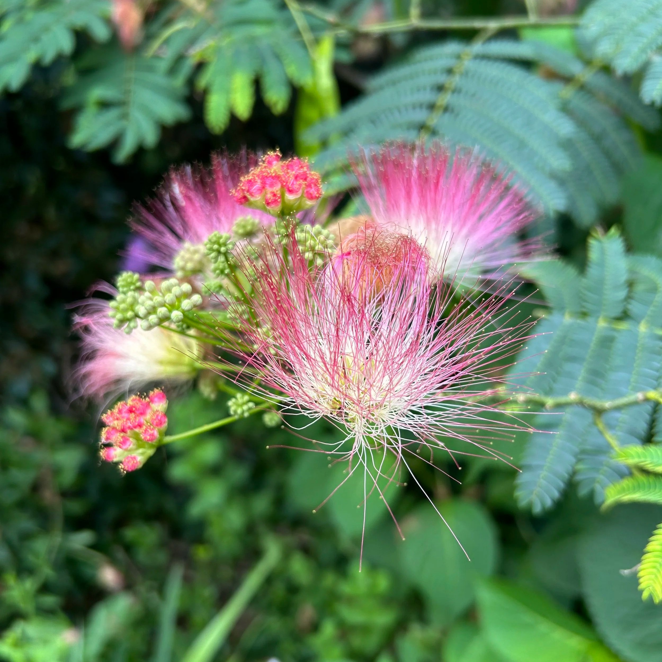 Close-up image of a pink mimosa bloom