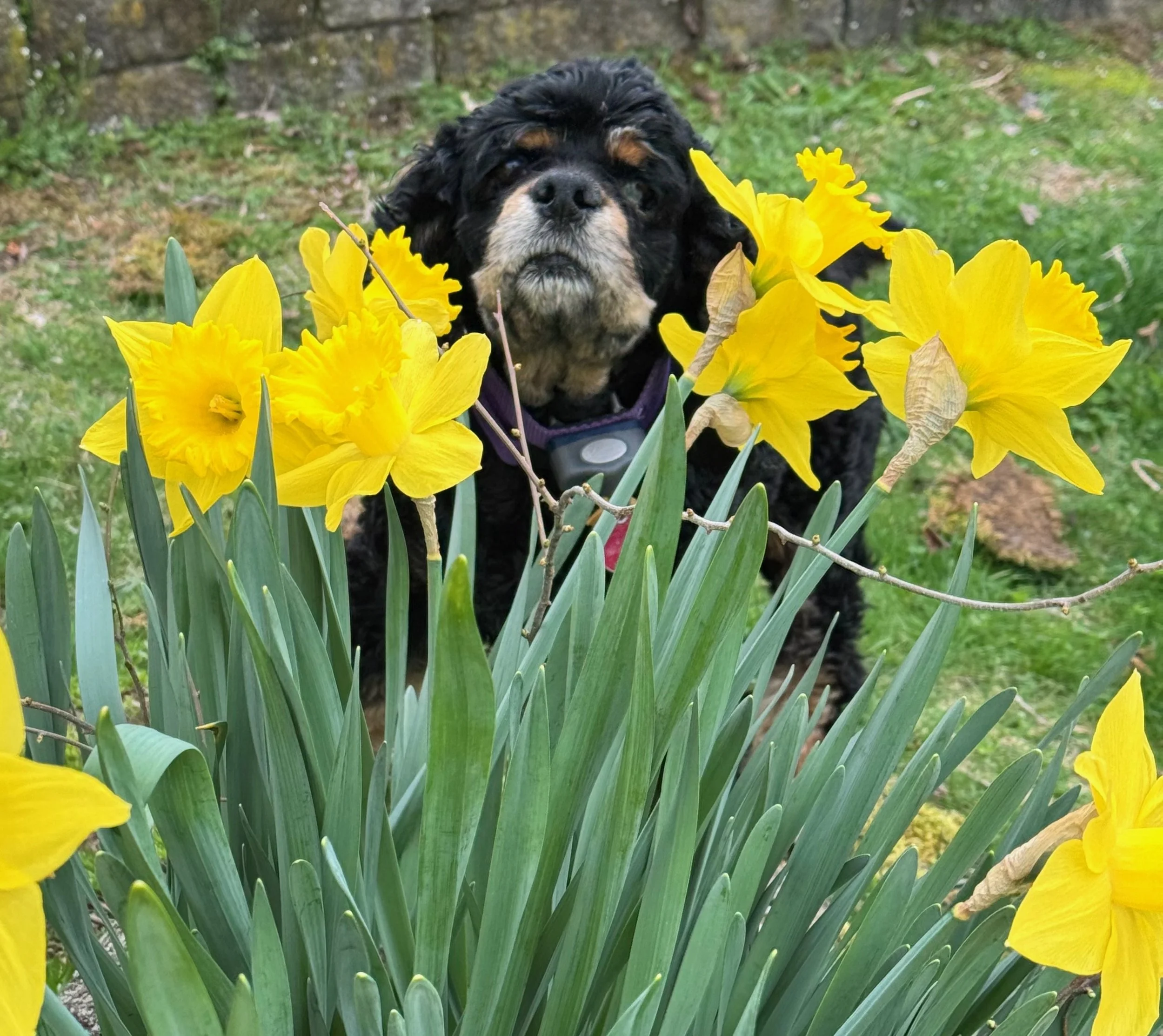 A black dog sits behind daffodil flowers, with its face peeking through the blooms.