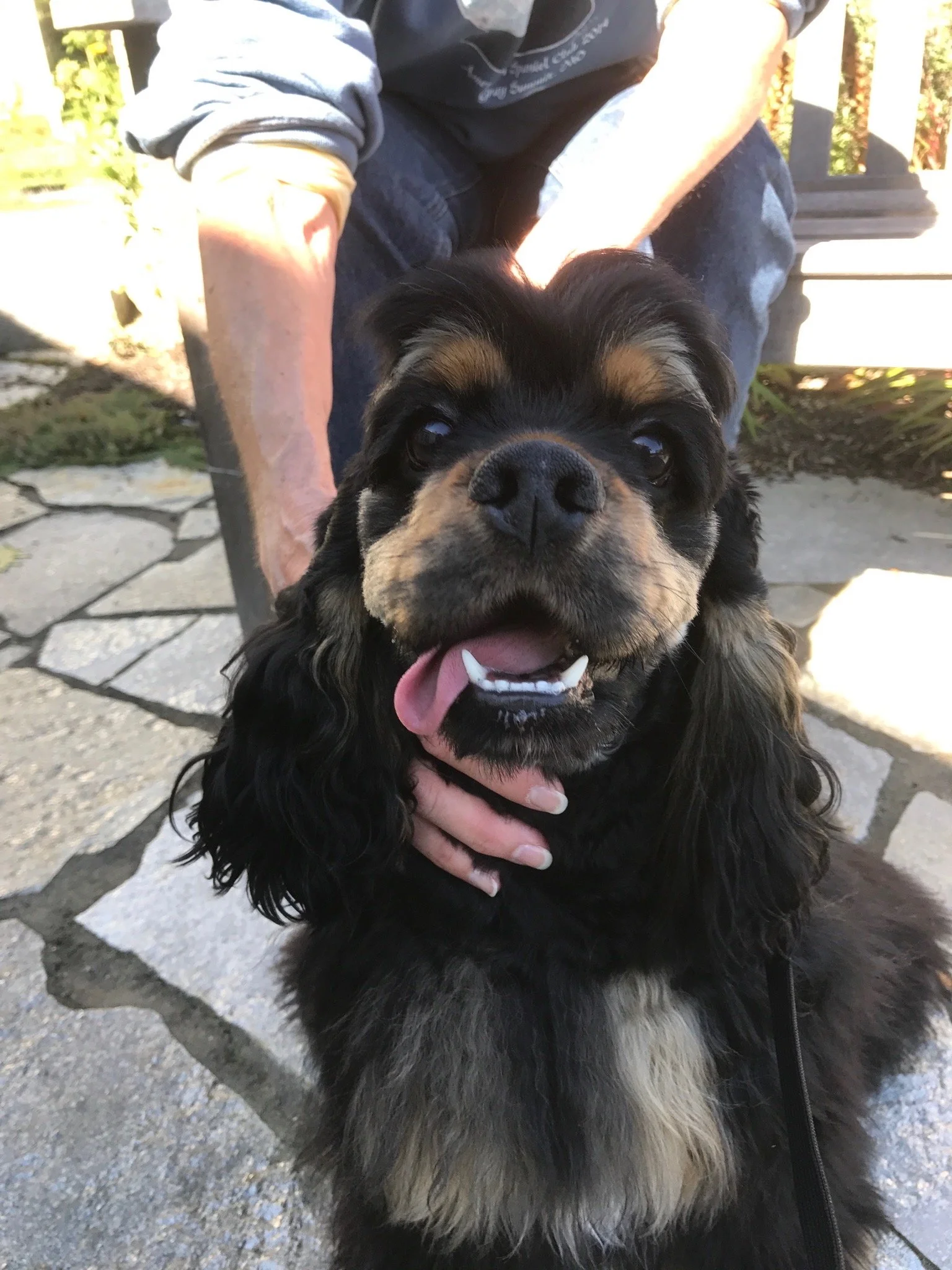 A black-and-tan Spaniel sits outdoors, looking at the camera with its tongue out.