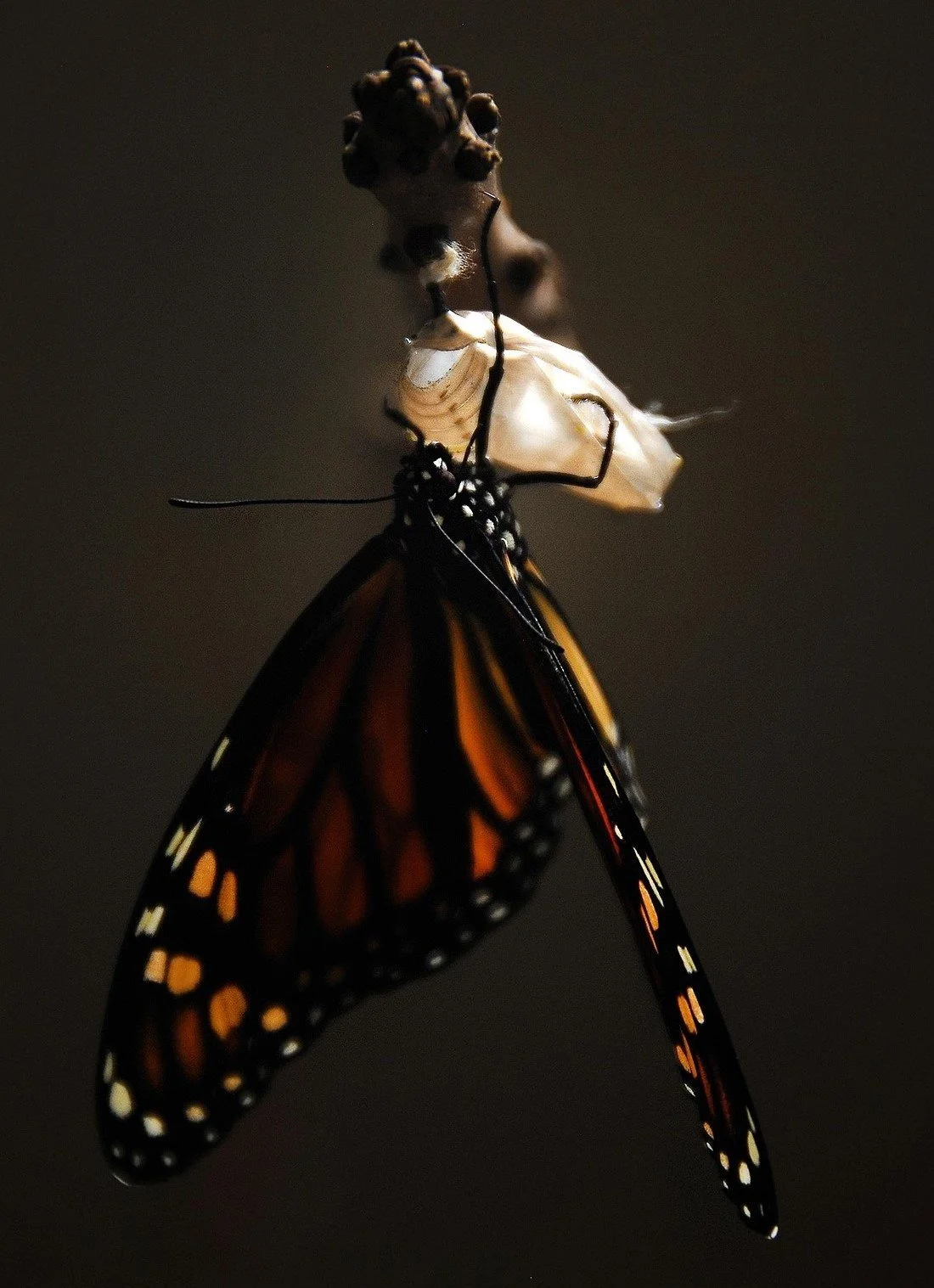 A monarch butterfly emerging from its chrysalis, capturing the process of metamorphosis.