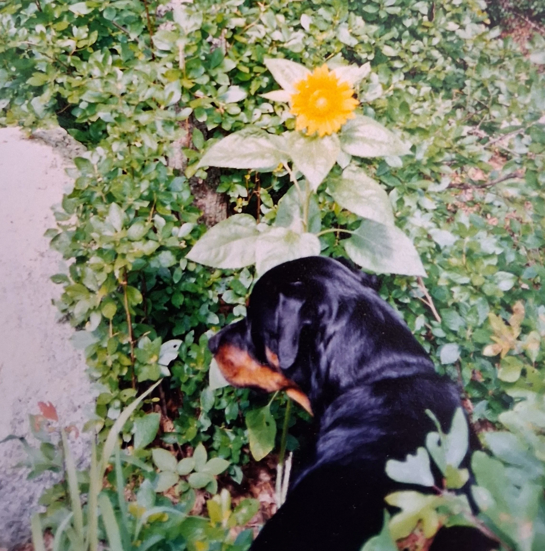 Rufus the black-and-tan dog standing among green foliage near a tall sunflower in a wooded area