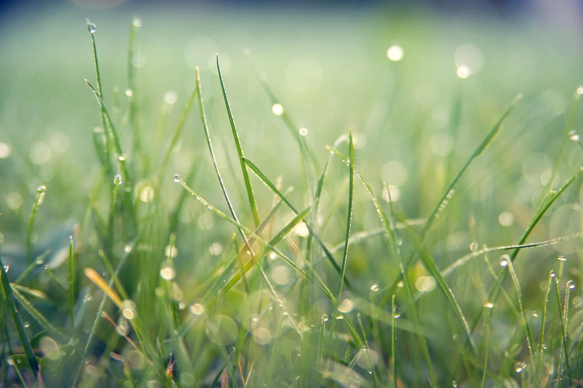 Close-up of green grass covered with sparkling dew drops.