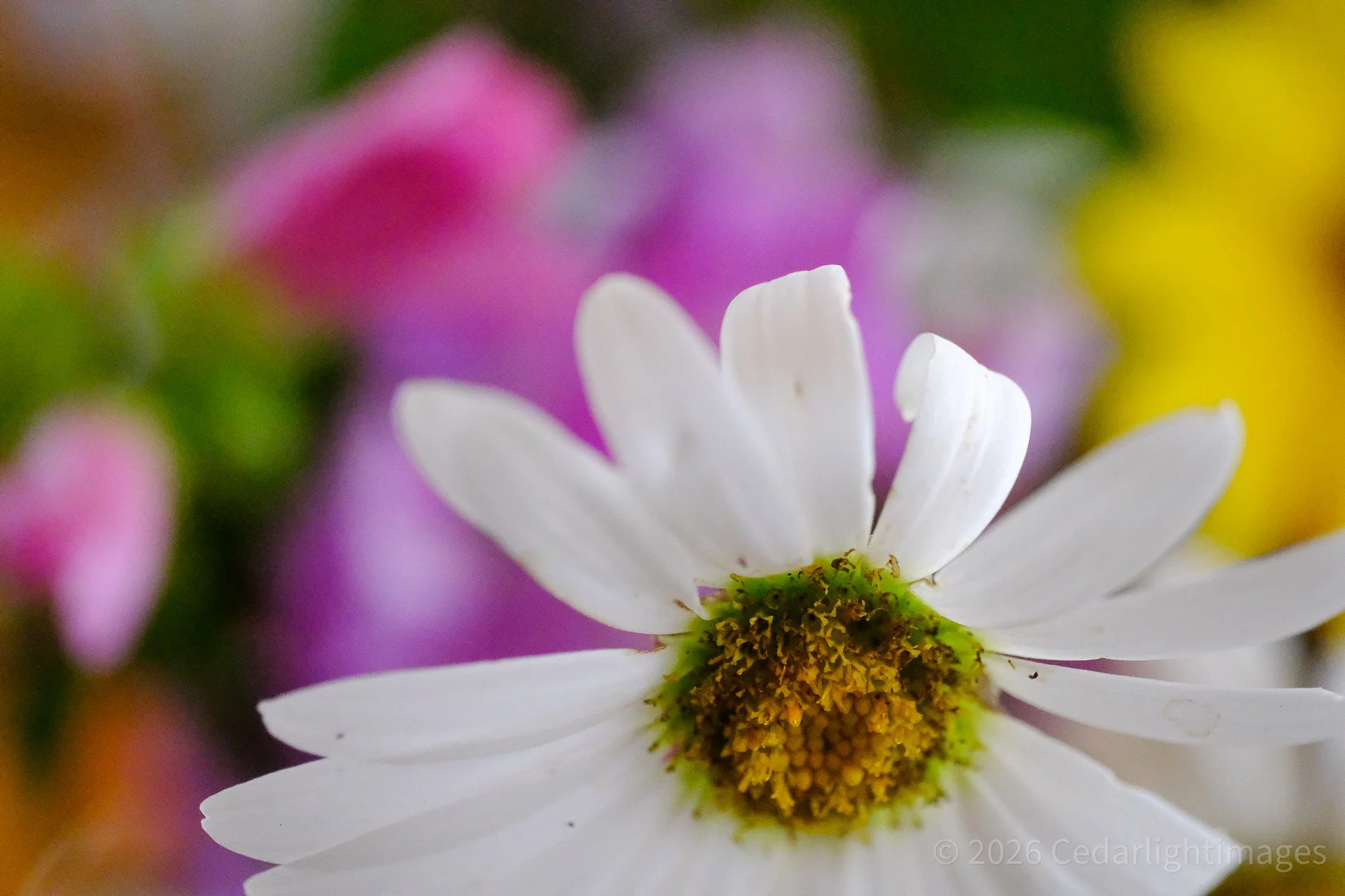 Close-up of a white flower with a yellow-green center against a colorful blurred background.