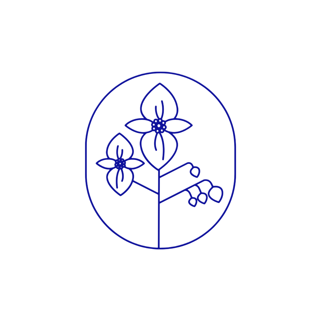 A minimalist line drawing of a flower with two blossoms inside an oval frame, with a branch bearing berries.