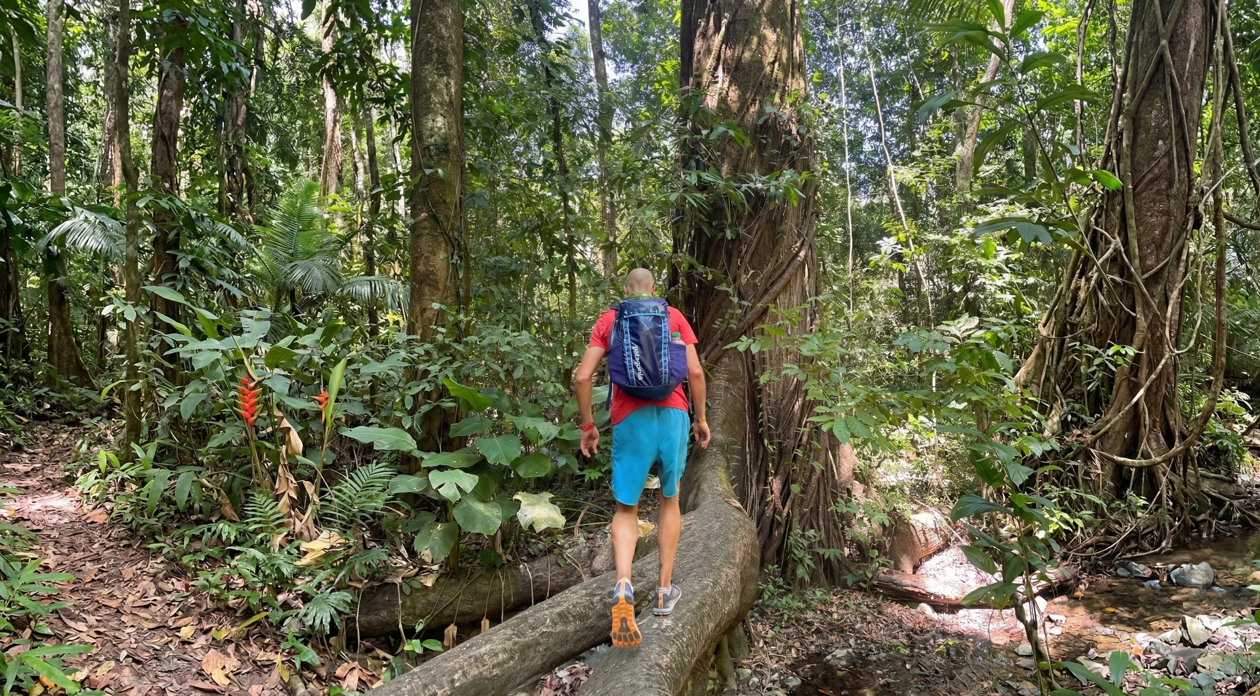 The Evolution of Heart-Strong