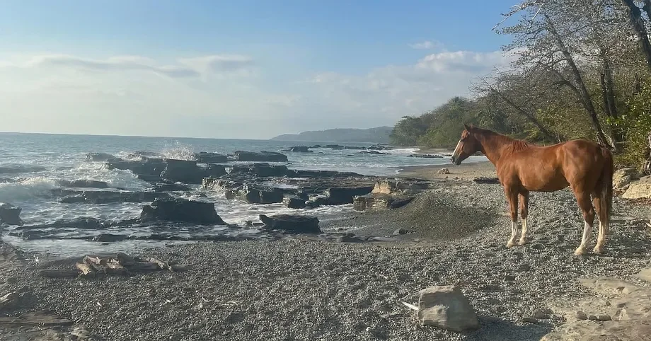 A Free Horse, No Waves, and Three Connections I Wasn't Looking For