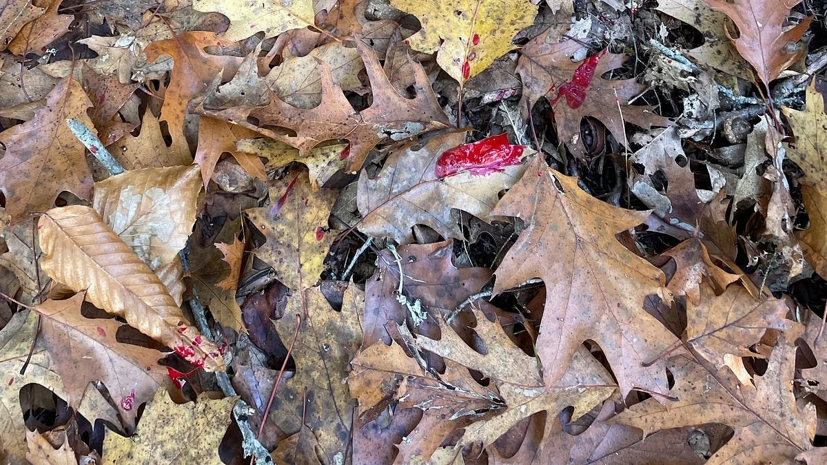 Leaves Turn Red in Fall for a Few Reasons