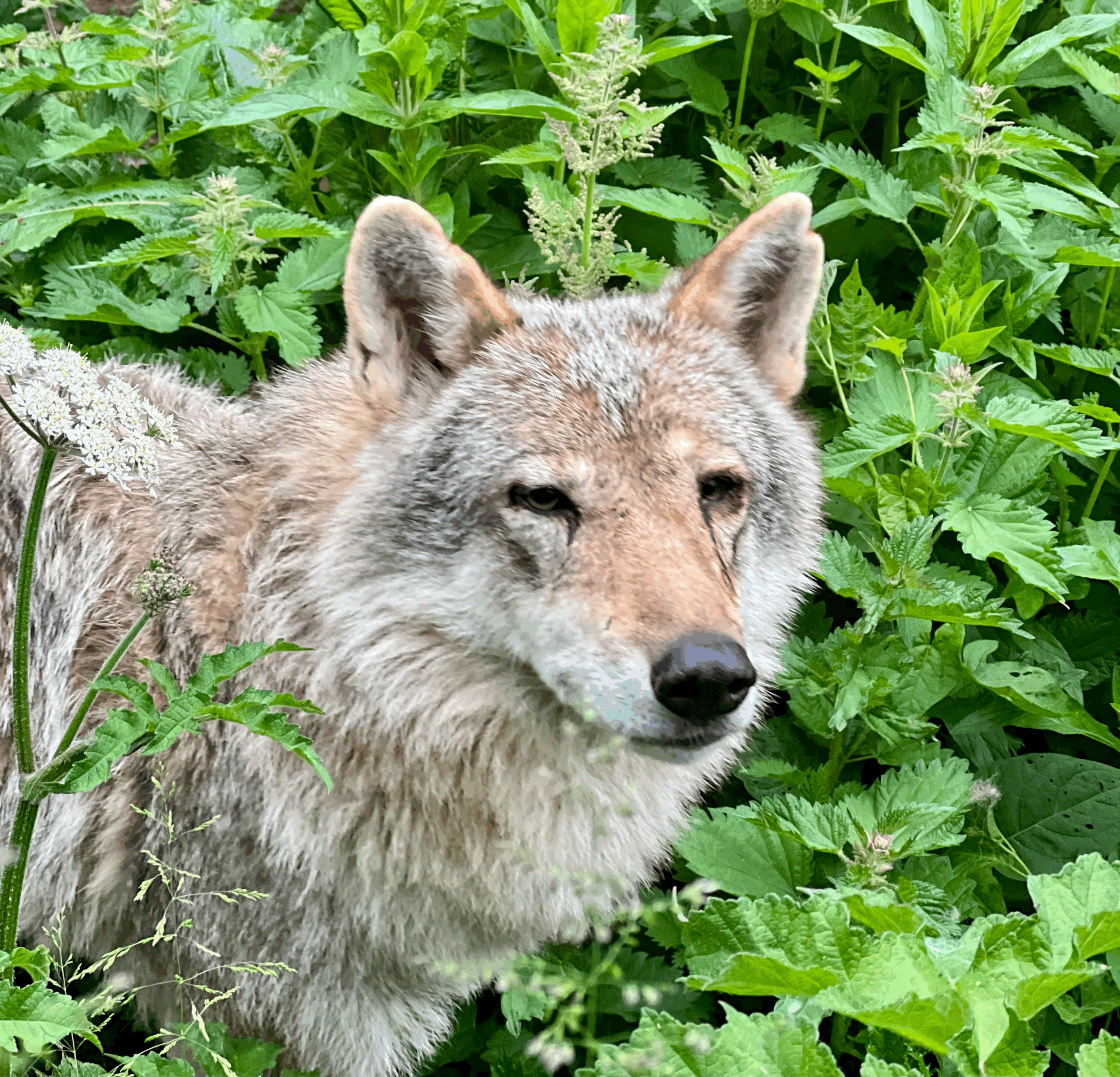 LUPA