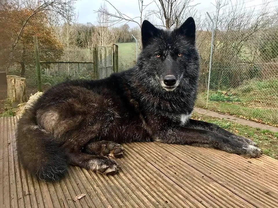 Experiences | Discover Wolves Today! — Wolves of Wiltshire