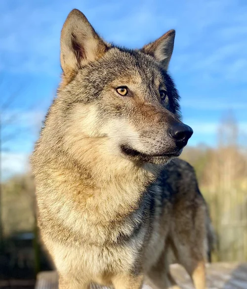 Wolves Today We Ride Experiences | Discover Wolves Today! — Wolves of Wiltshire