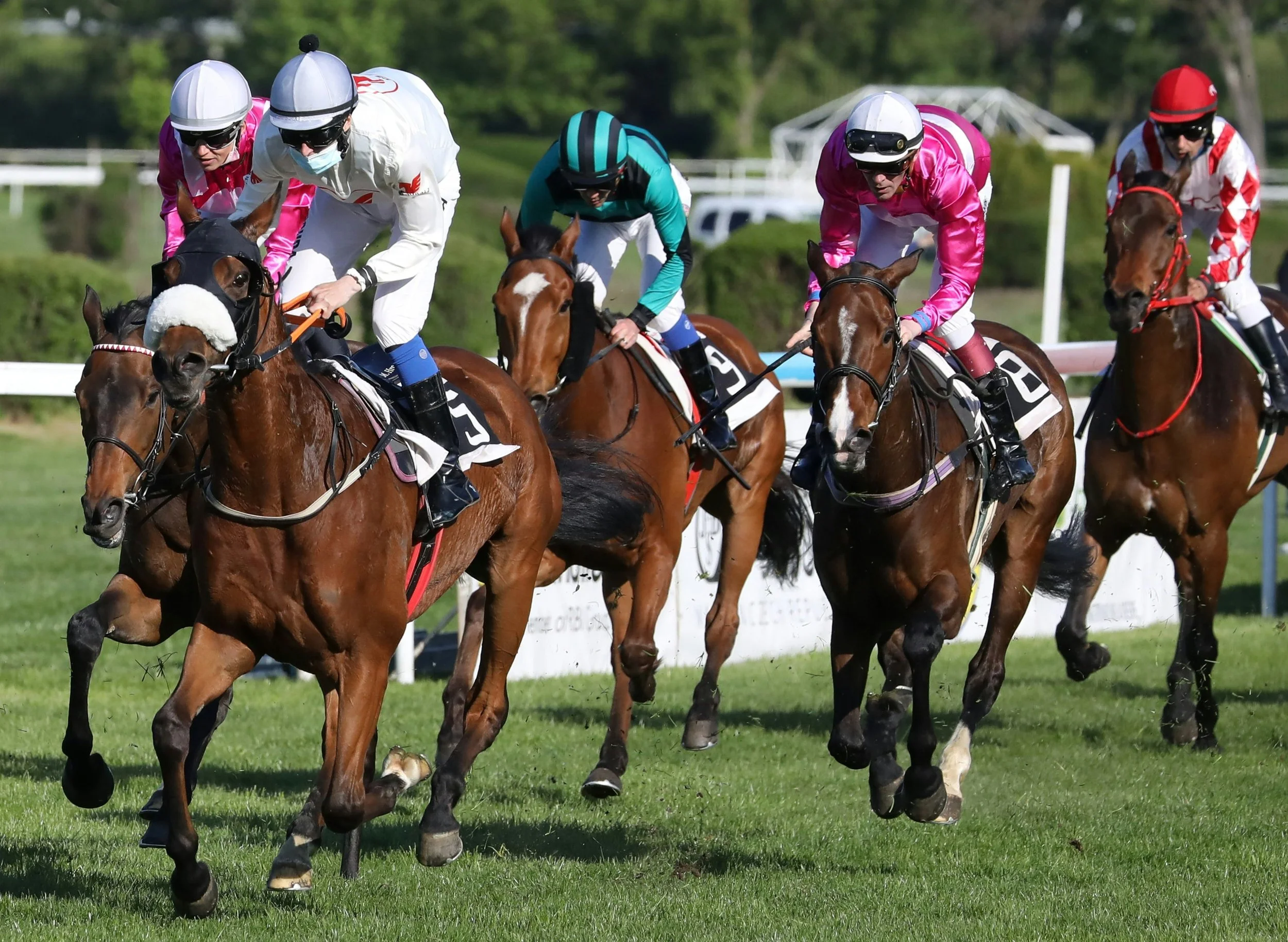 Jump Racing - Afternoon - Meet an Equine Hero