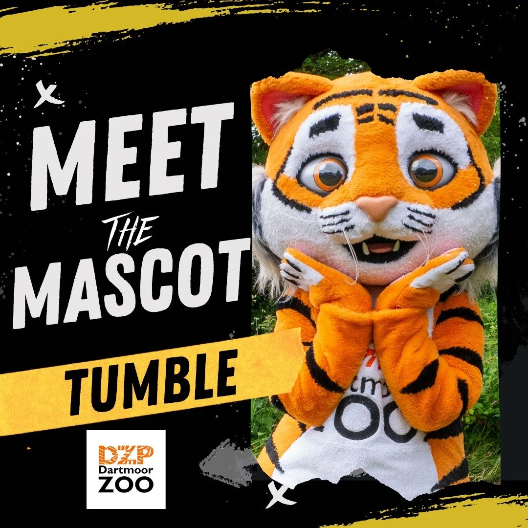 🏁 MASCOT NO. 2 HAS ENTERED THE RACE...
Meet 🐯 Tumble from @dartmoorzoo !
⭐ Profile: Playful, loveable and fiercely competitive - this ROAR - some tiger has his eyes firmly on the finish line!

Fast? Maybe.
Competitive? Without a doubt.
Ready to pou