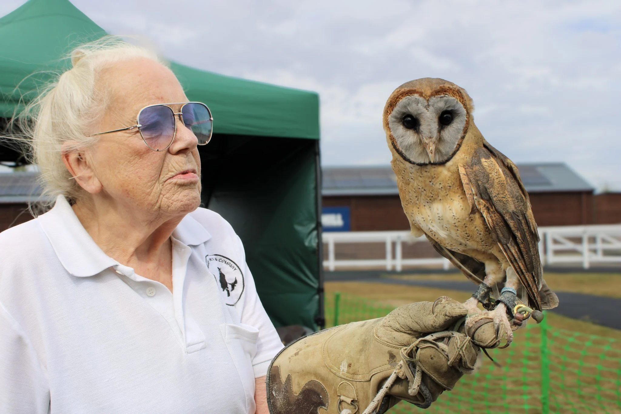 Barn owl.jpg