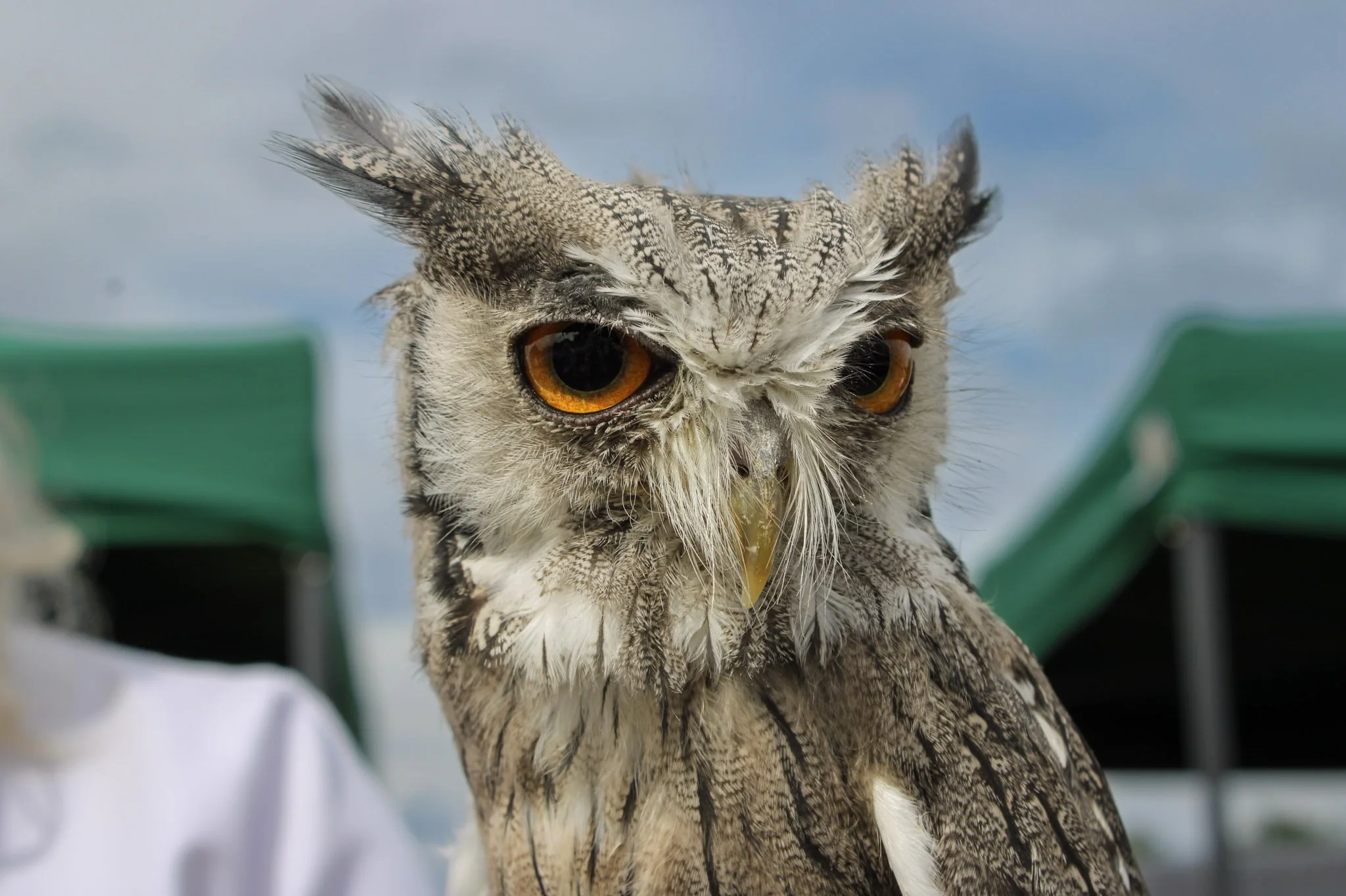 owl.jpg