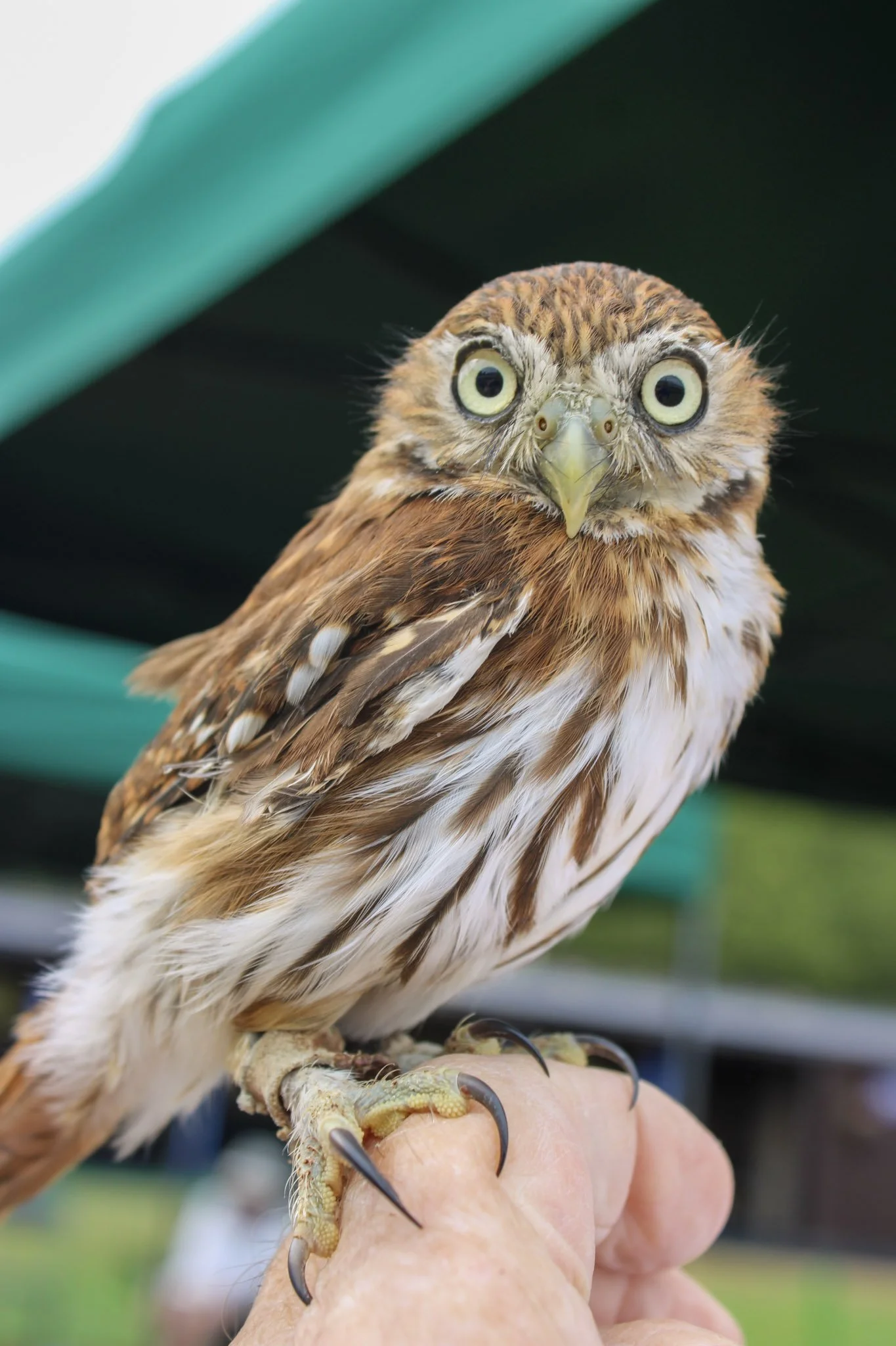 Pigmi owl.jpg