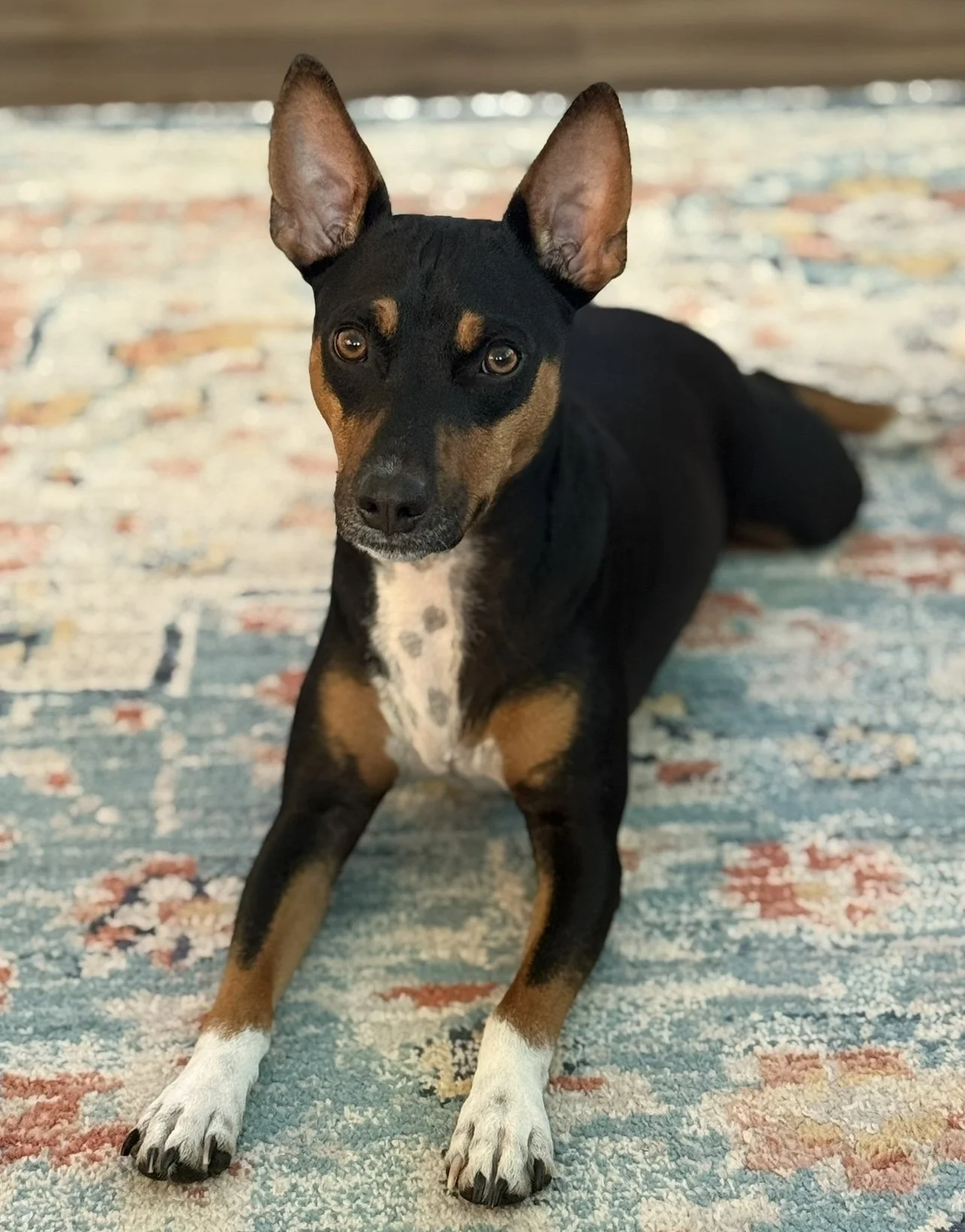 A black and tan dog with white paws and chest, sitting on a colorful patterned rug, looking at the camera.