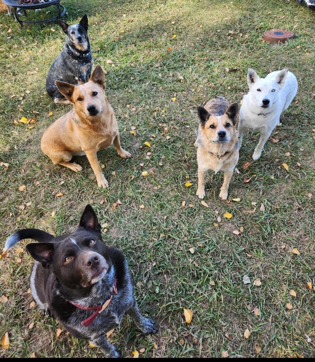 Five dogs of various breeds sitting on a grassy yard with leaves, looking up at the camera.