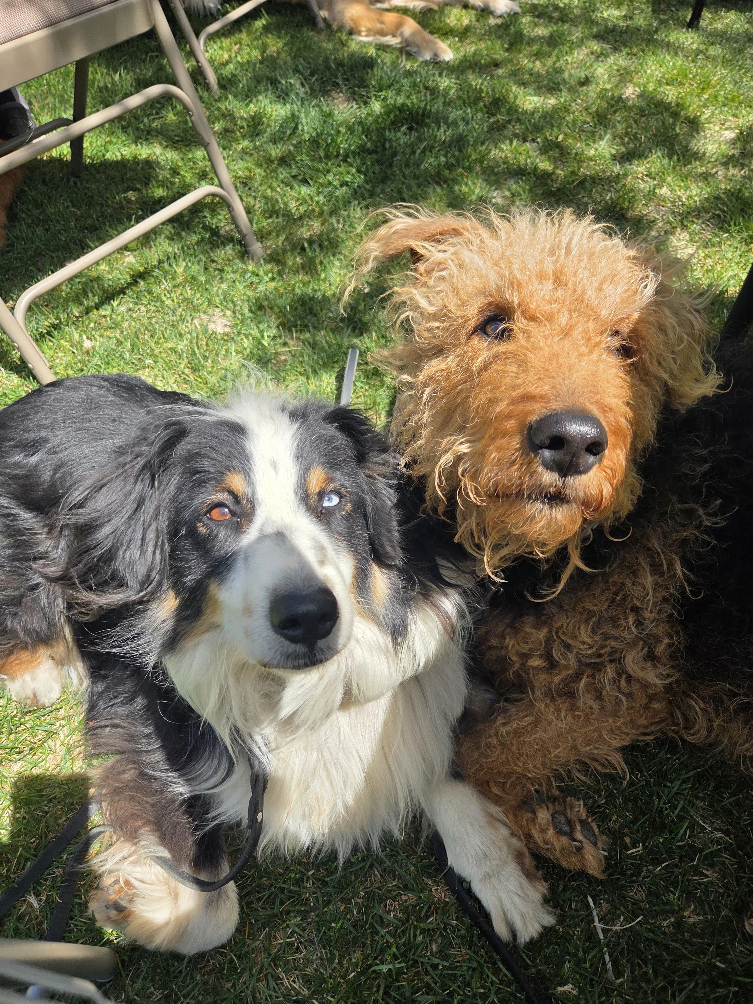 Three dogs sitting on green grass with outdoor furniture around them. One is an Australian Shepherd with black, white, and tan fur, one is a white dog with tan markings, and the third is a curly-haired brown dog. Part of a brown dog is visible in the