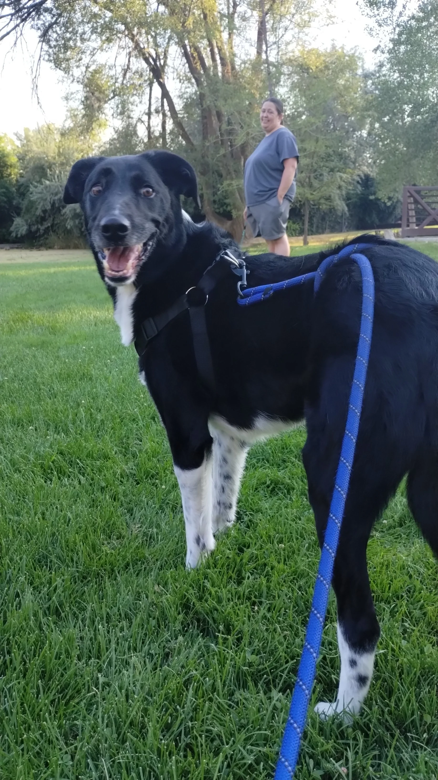 A happy black and white dog on a leash standing on green grass, with a person in a blue shirt and shorts smiling and standing in the background, in a park with trees.