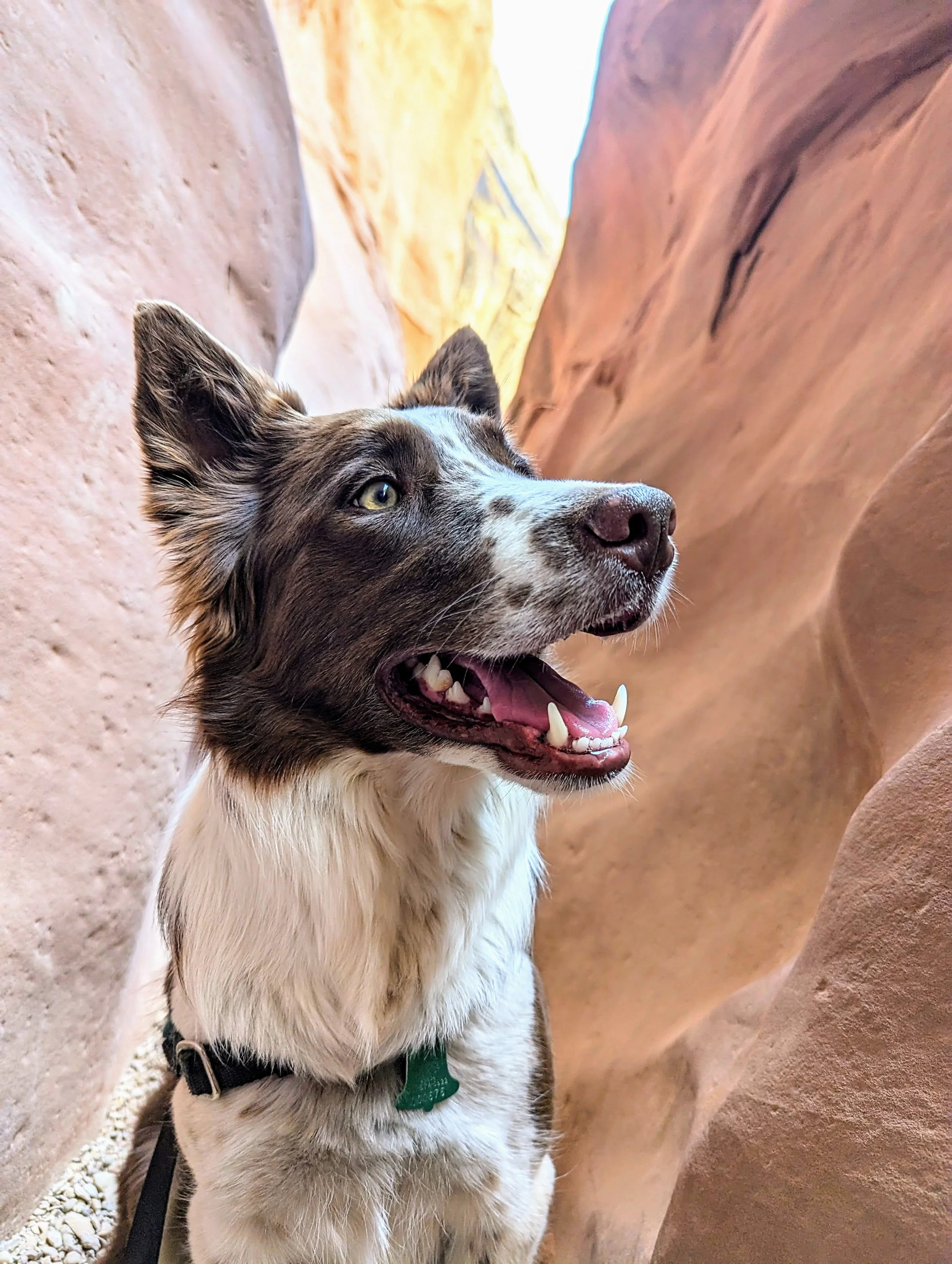 A happy mixed breed dog with brown and white fur, yellow eyes, and wearing a green collar, sitting between canyon walls with a bright sky.