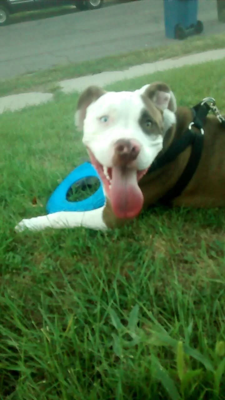 A happy dog lying on the grass with its tongue out, a blue toy nearby, and a chain harness on its body.
