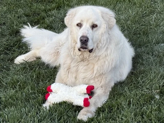 Large white dog lying on grass holding a plush toy with red accents.
