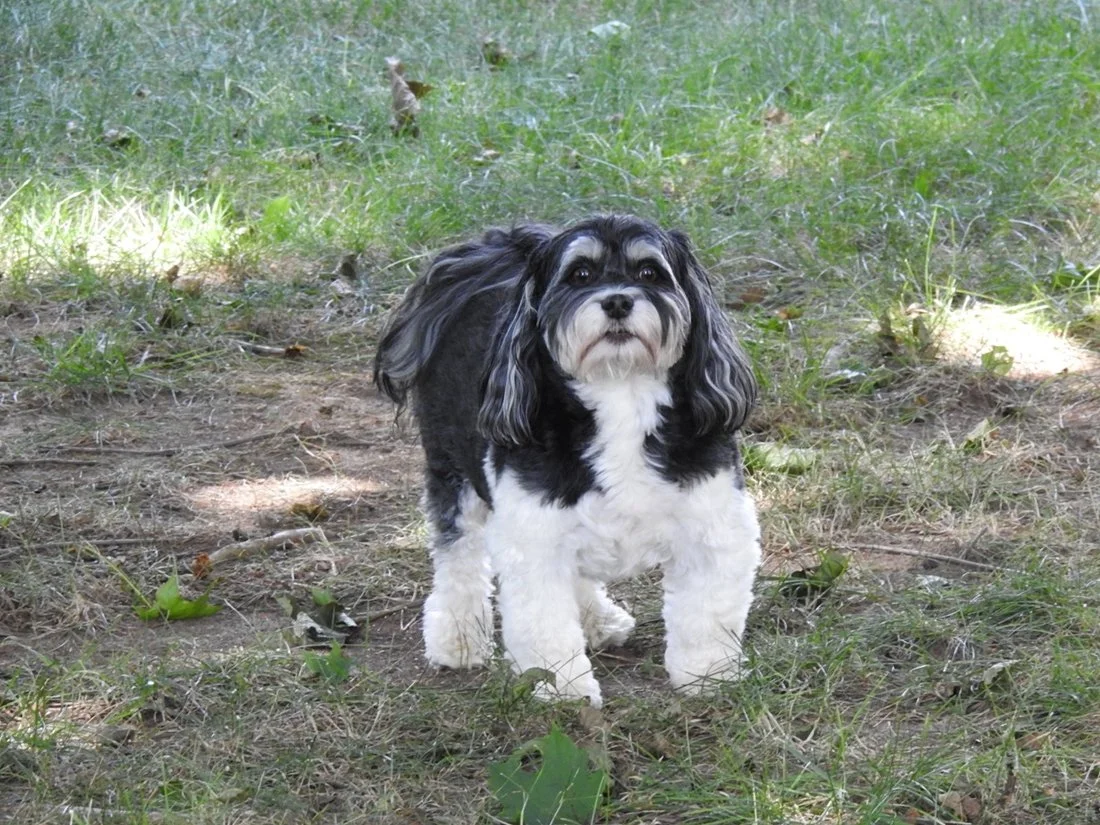 Cute dog with long ears and white paws standing on grassy ground in a park.