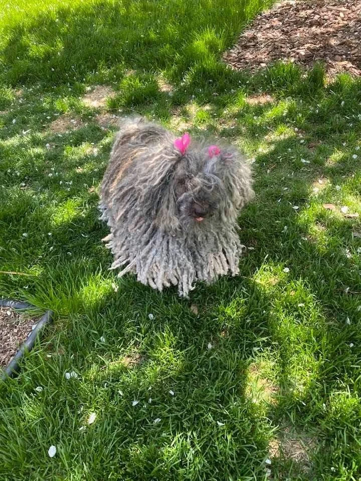 Grassy outdoor scene featuring a fluffy gray dog with pink bows on its head, sitting on the grass.