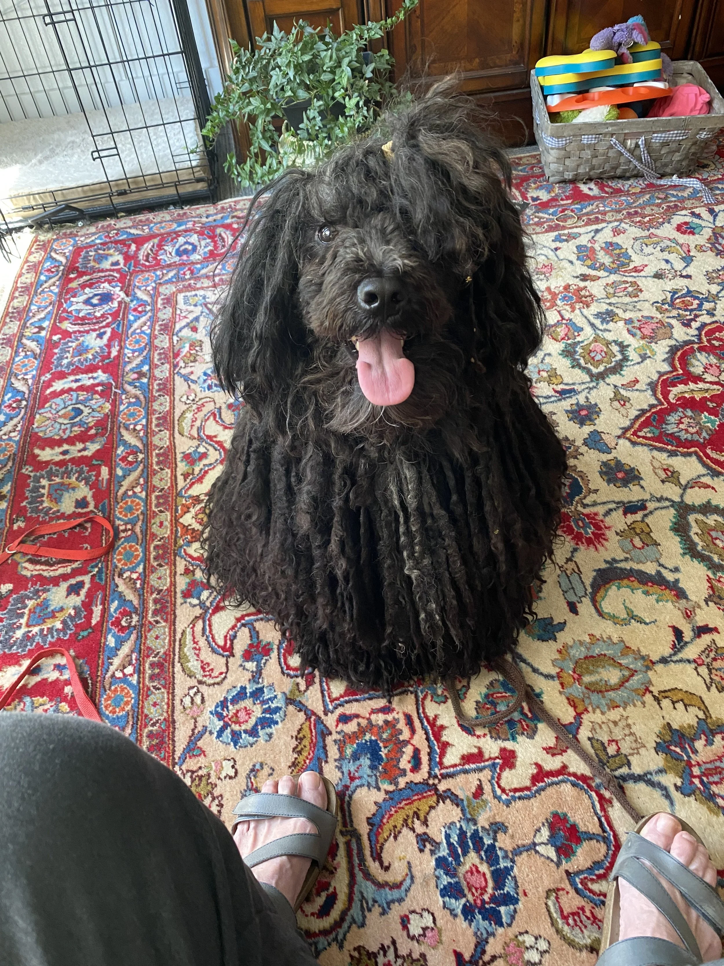 A curly-haired black dog with floppy ears sitting on a colorful patterned rug indoors, panting with tongue out, with a person's feet wearing sandals visible in the foreground.