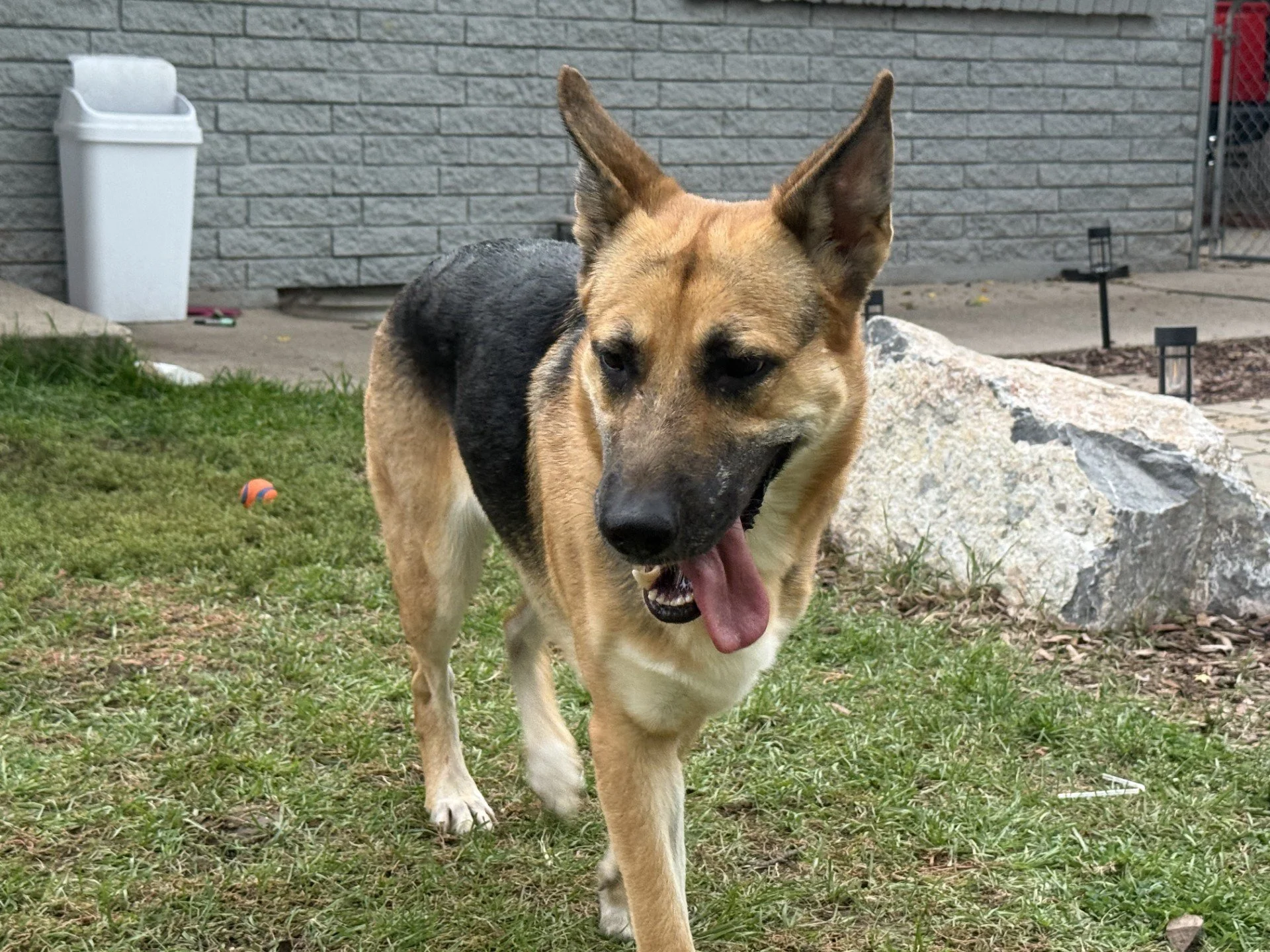 A Belgian Malinois dog walking on grass with its tongue out, near a large rock and a brick wall in the background.