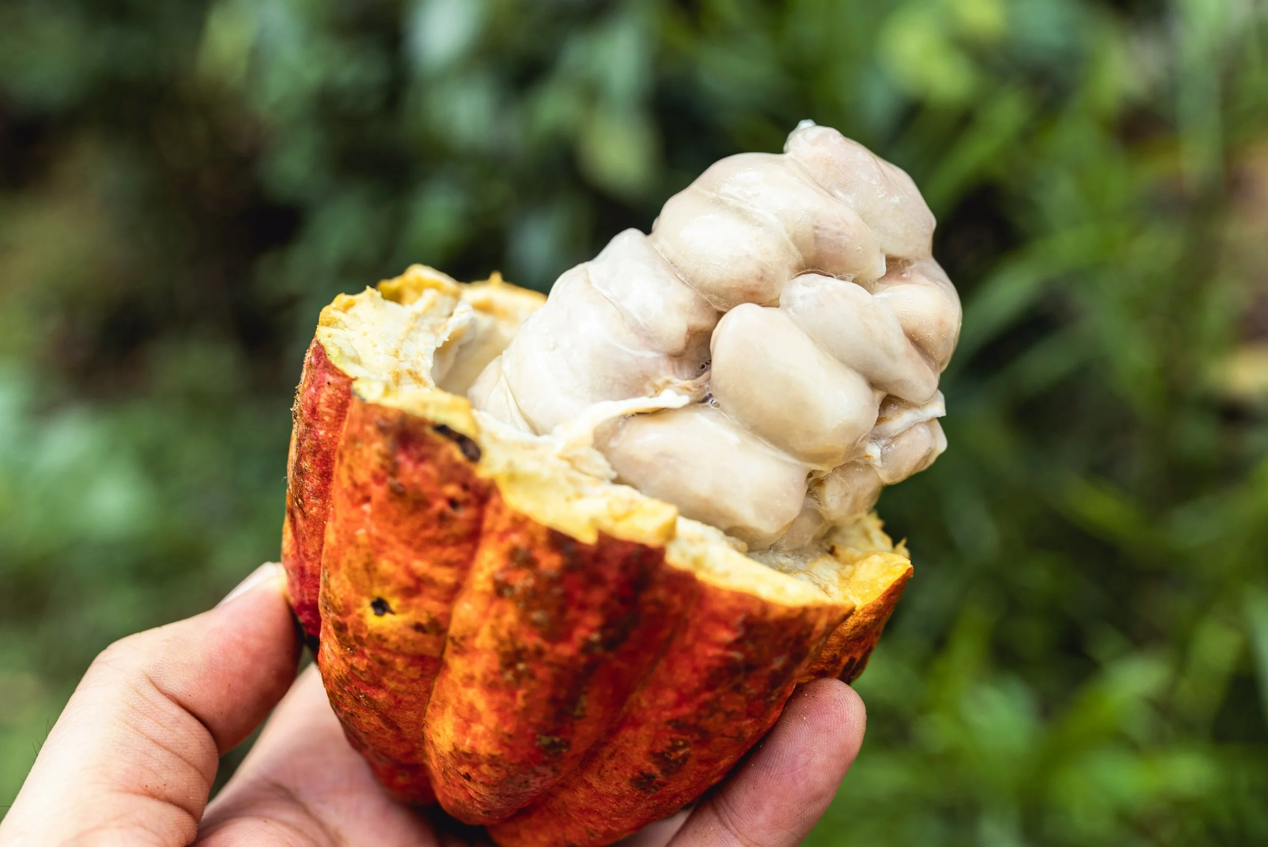 Brazilian Cacao