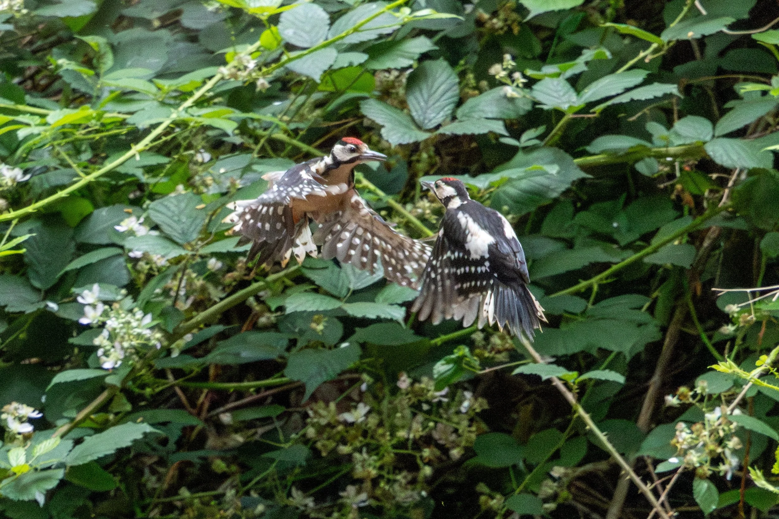 634A6152-Enhanced-NR.jpg