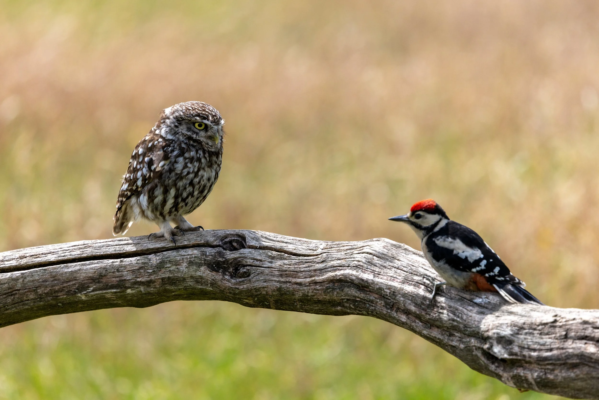 3X1A4339 low res.jpg