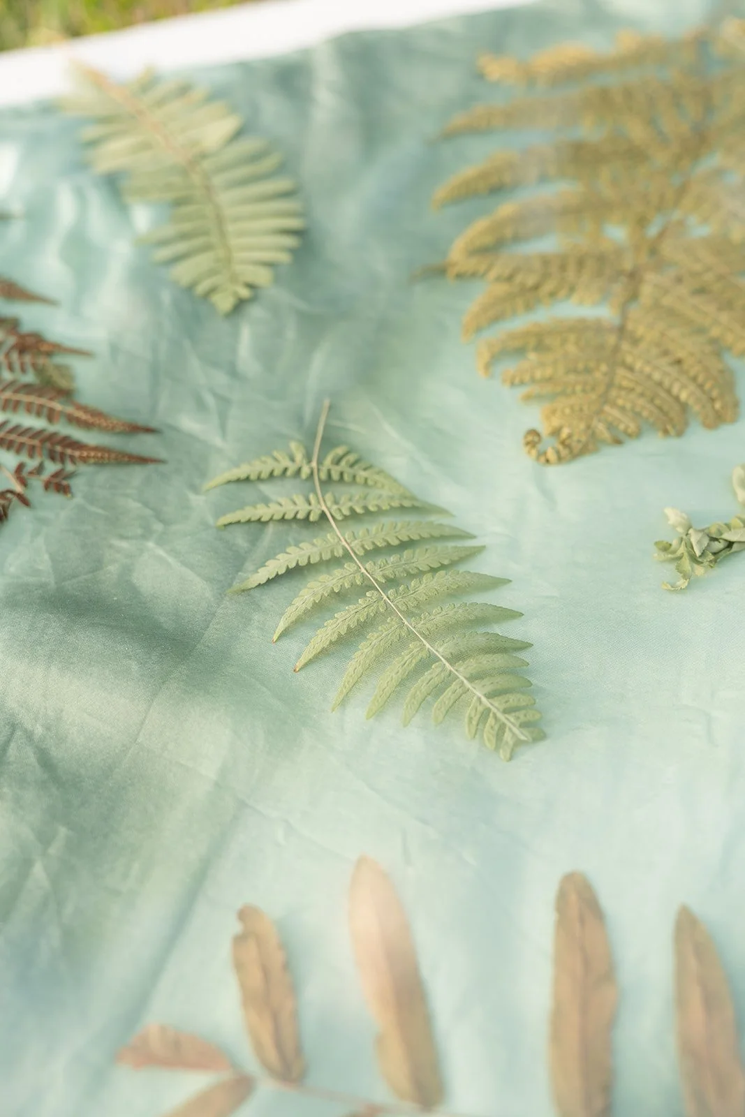 Where Light Meets Surrender : The Cyanotype Process