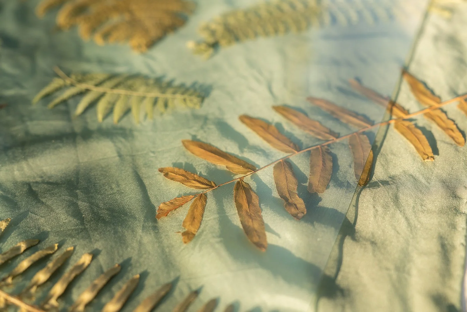 Ferns drying on fabric outside