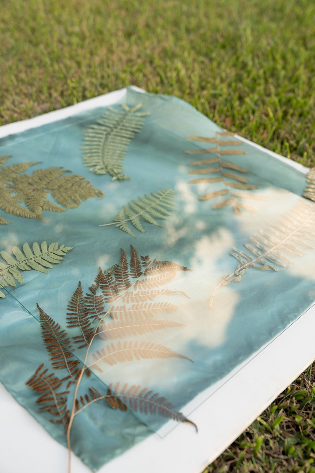Yellow and green fern leaves laid on a sky-blue background with clouds, using a transparent sheet.