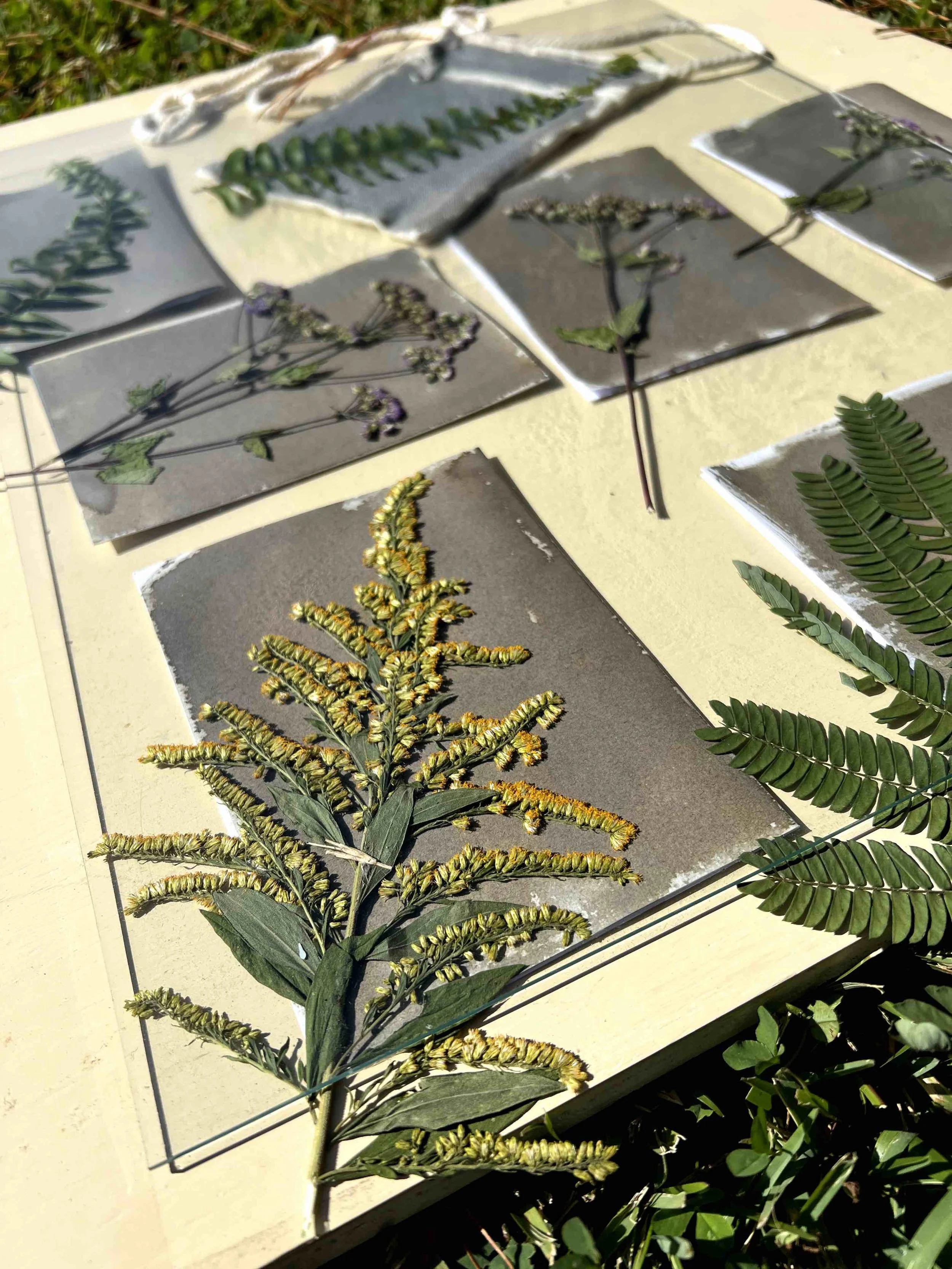 Ferns and greenery drying on paper