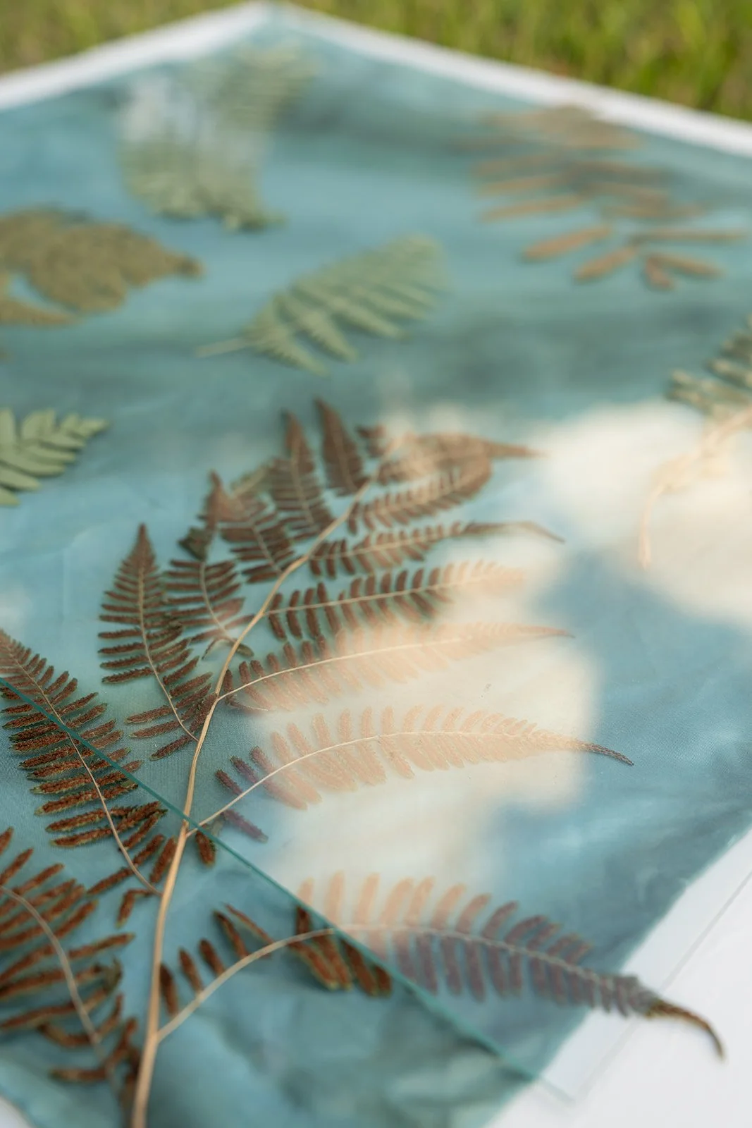 Ferns and leaves on a light blue surface with blurred green grass in the background.