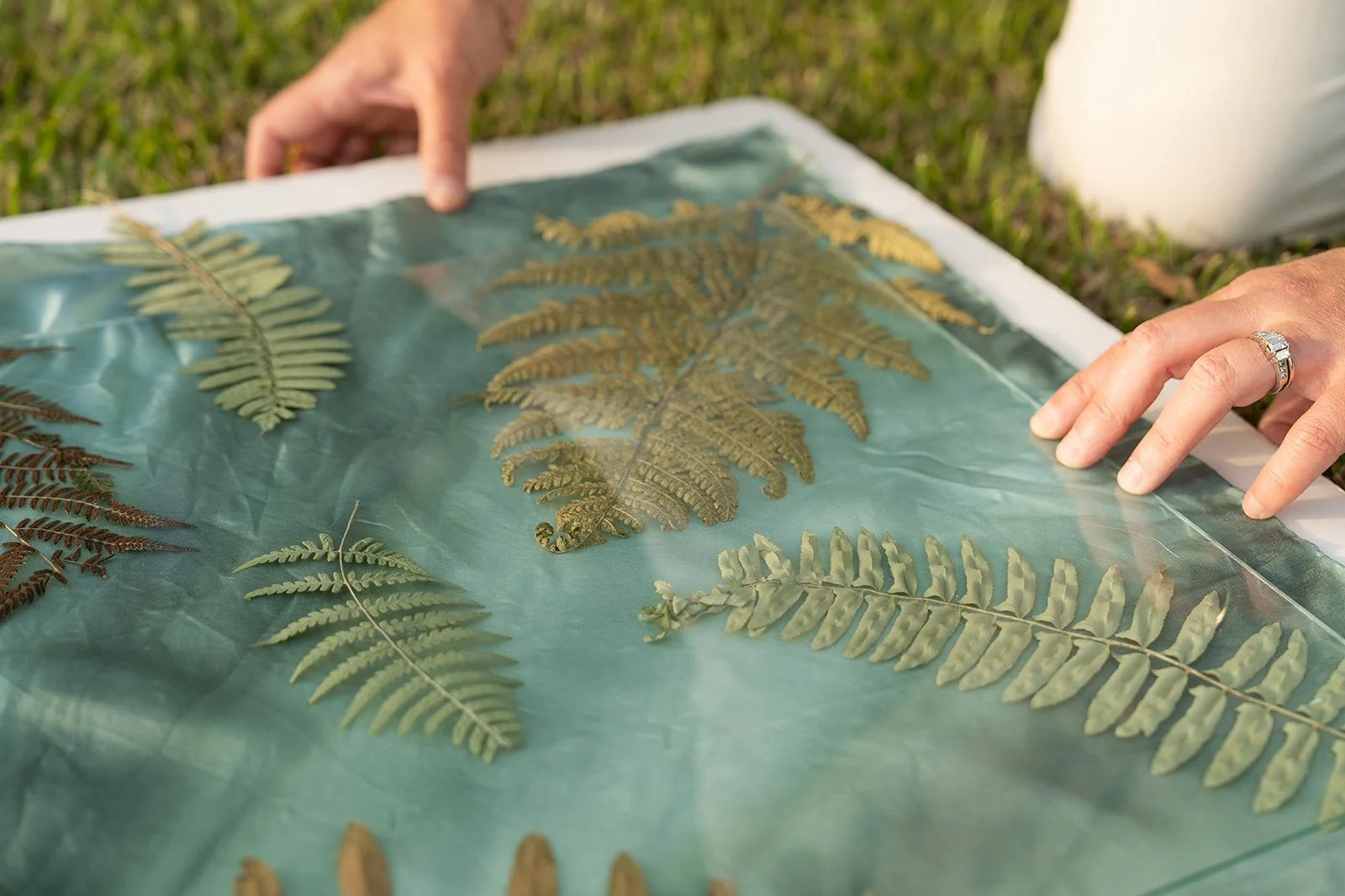 Someone laying out pressed fern leaves on a sheet of tracing paper outdoors for cyanotype process.