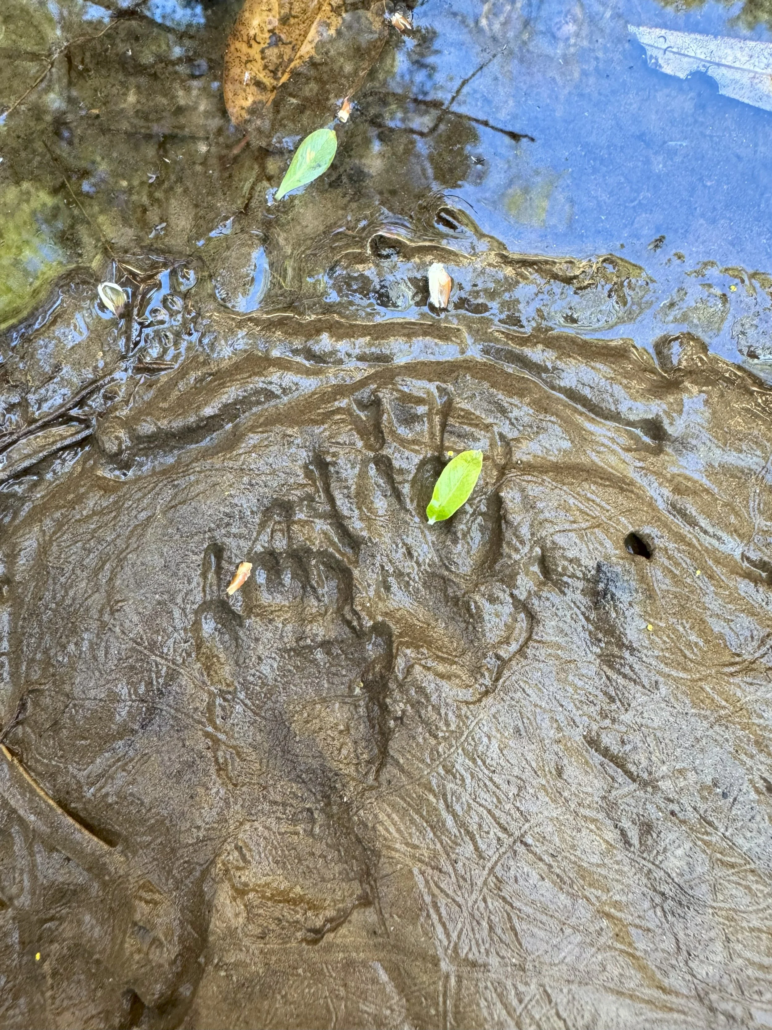 Striped Skunk 2.jpeg