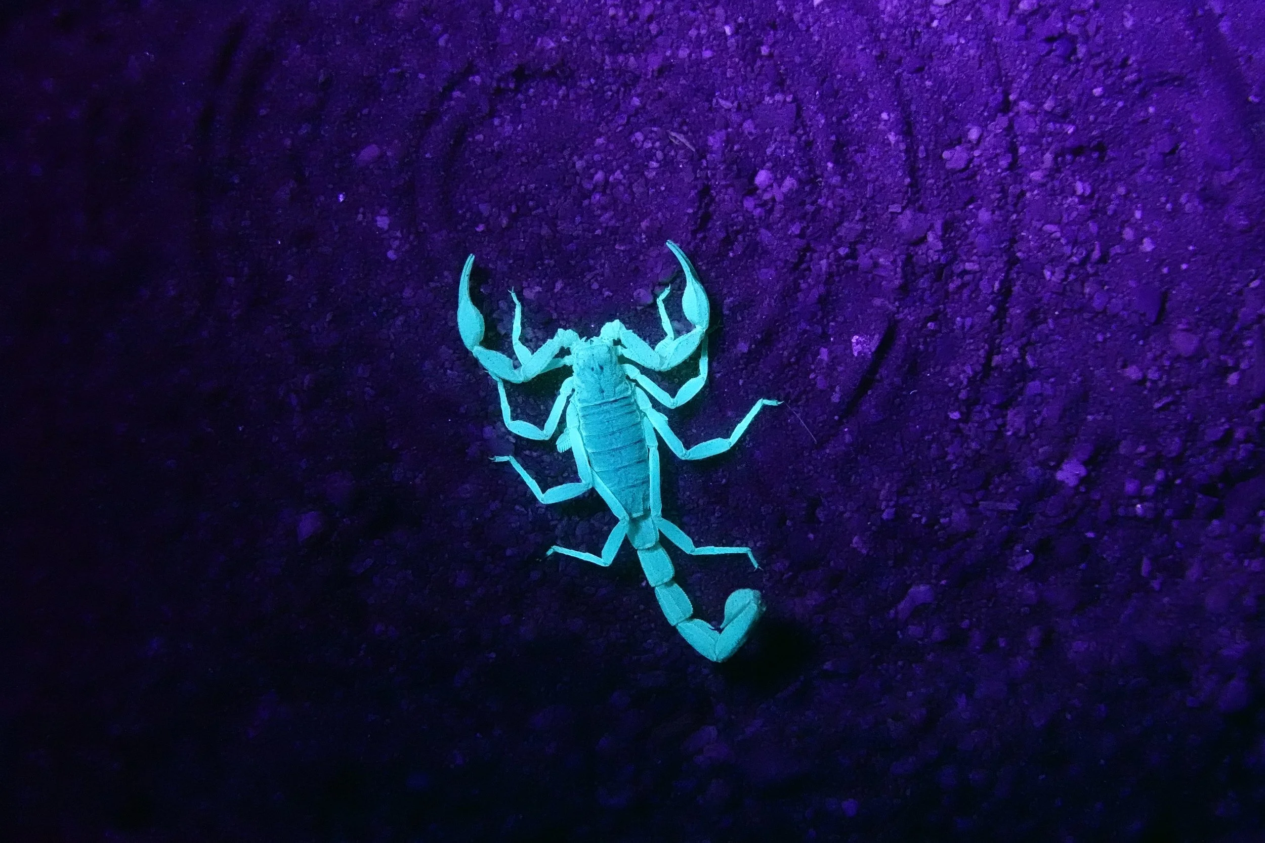 A glowing blue scorpion on dark purple ground illuminated by ultraviolet light.