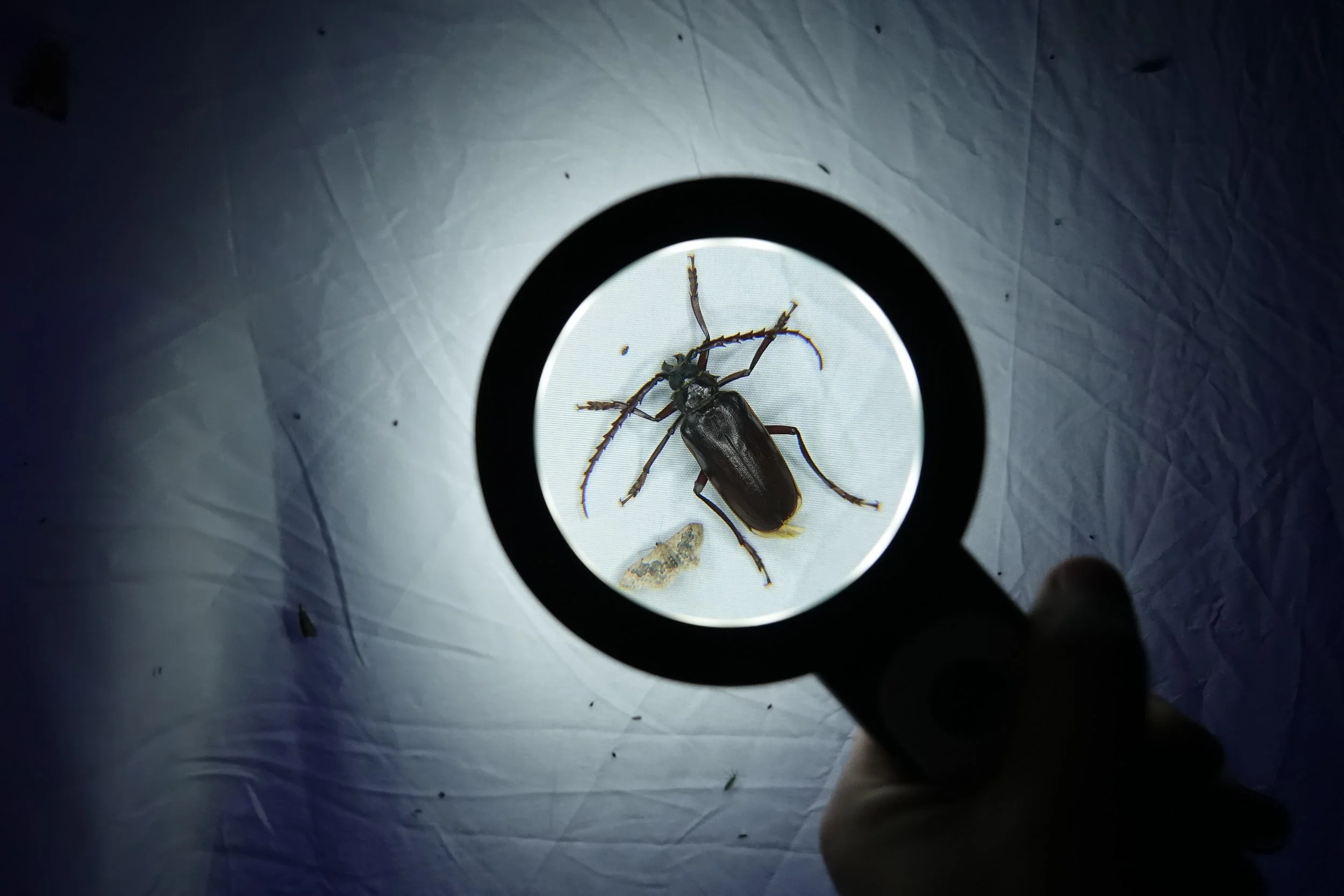 Magnified view of a beetle and smaller insects seen through a circular magnifying glass, held over a light-colored surface.