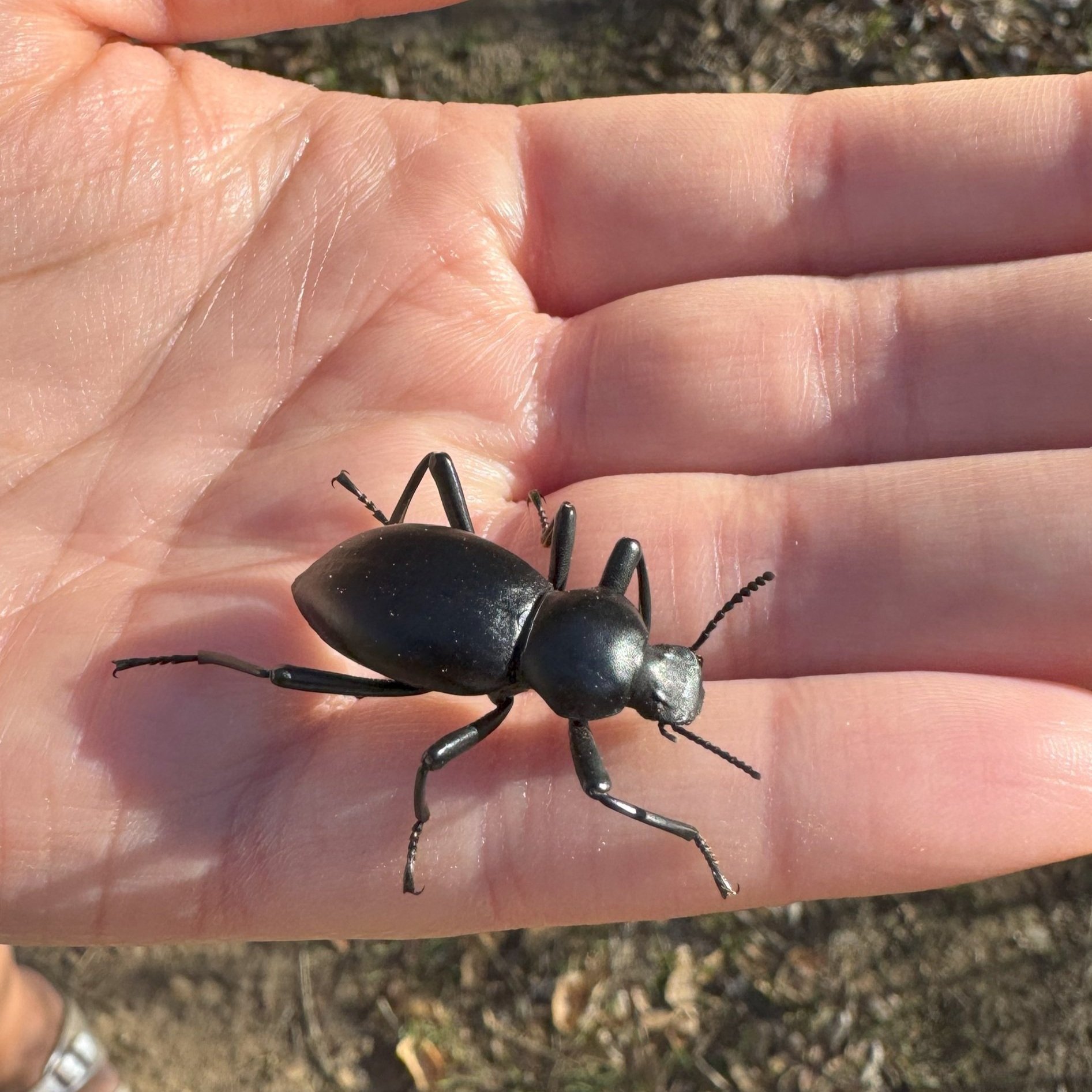 Darkling Beetle .jpg