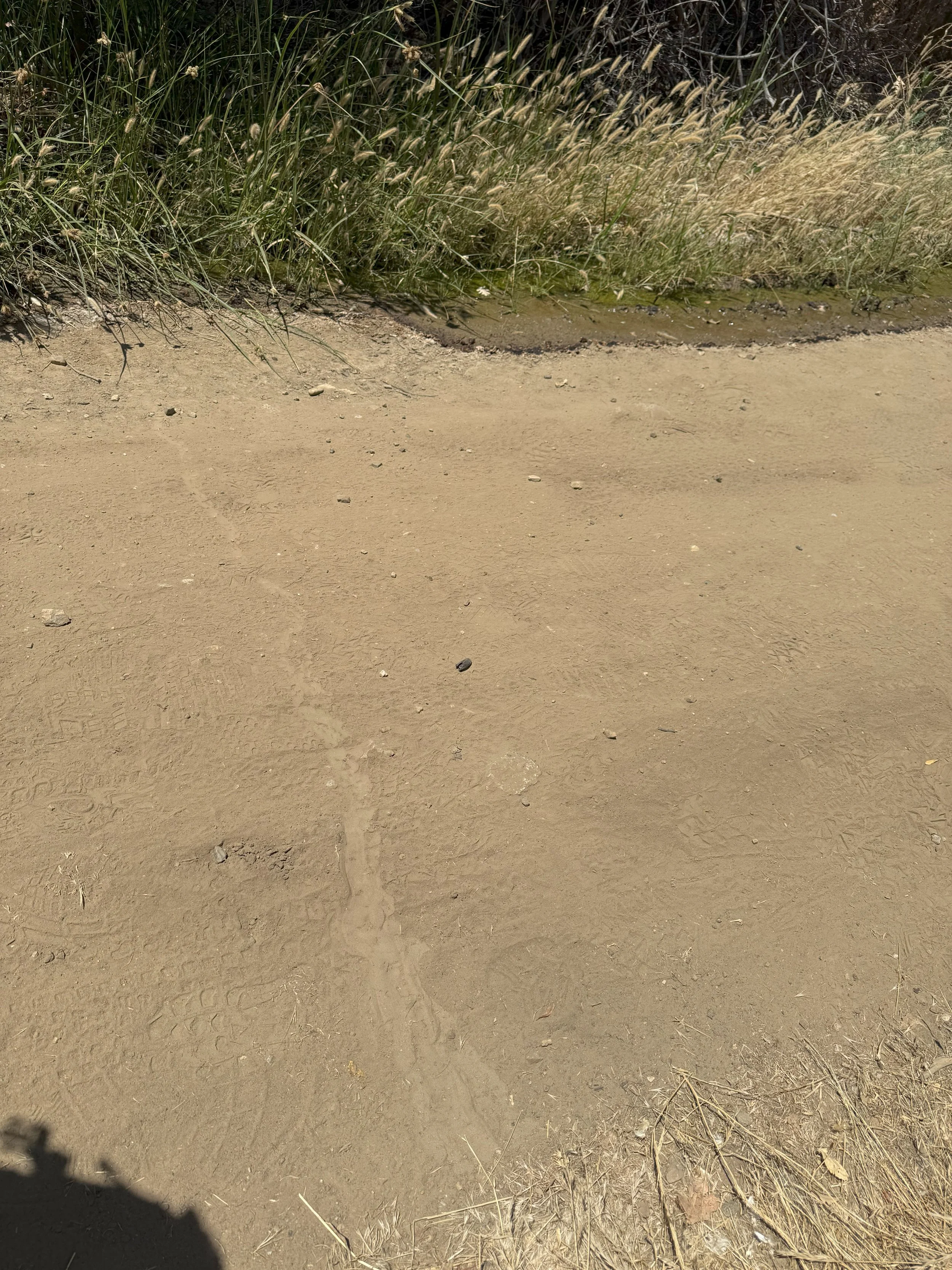 Gopher Snake track 2.jpeg