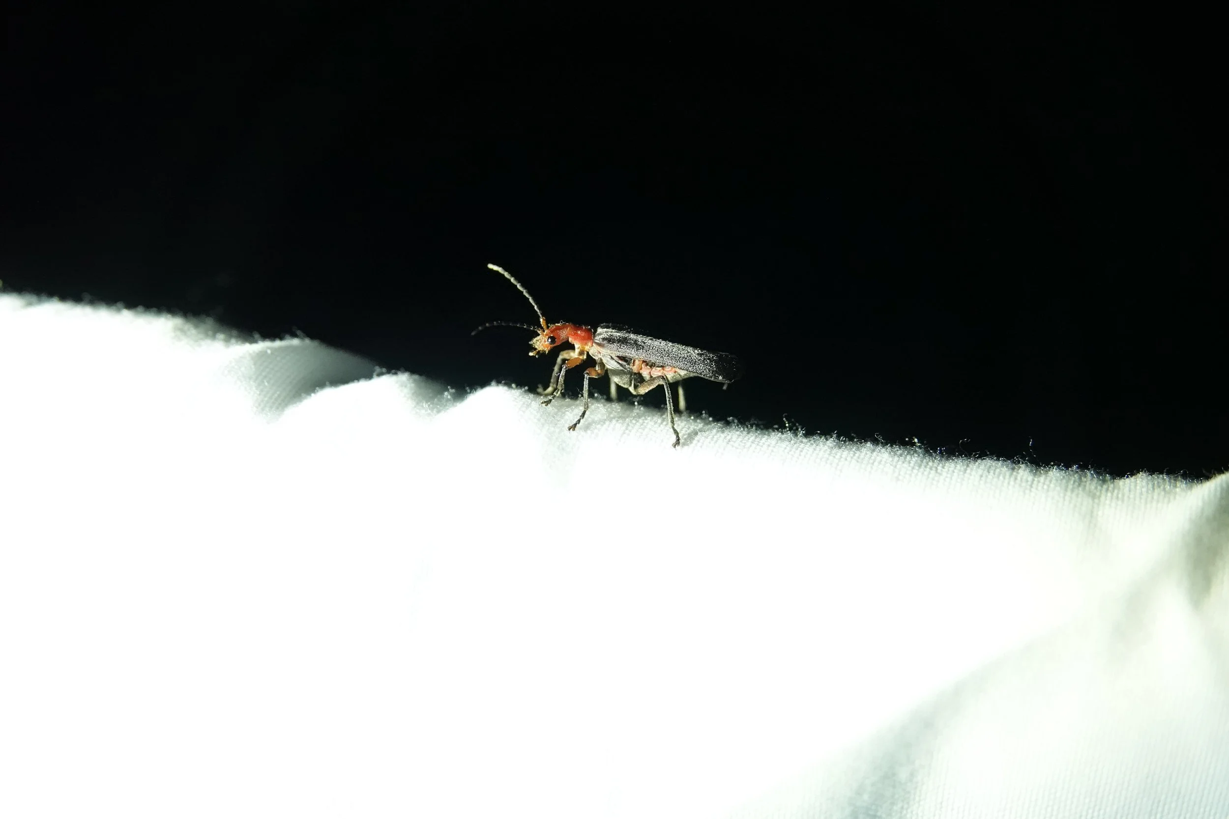 Close-up of a small insect with red head and dark body walking on white fabric against a black background.