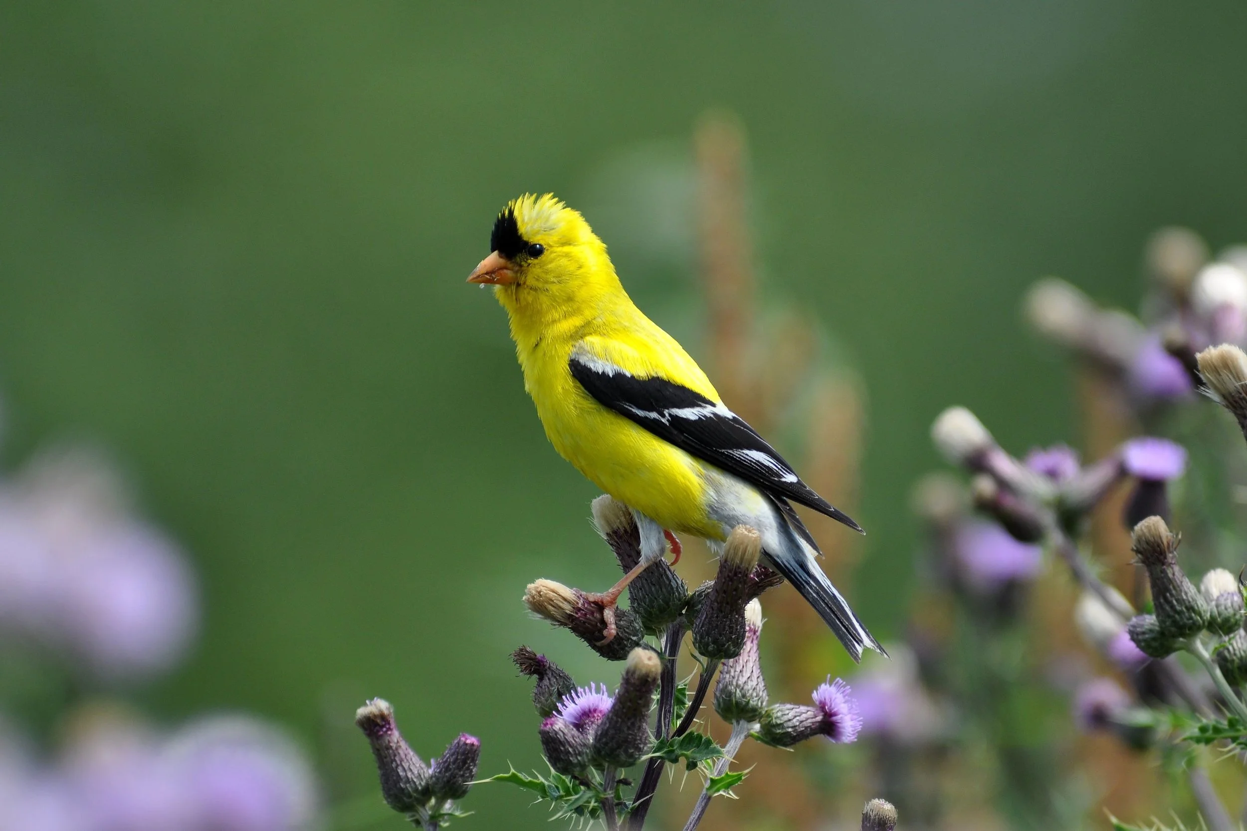 American Goldfinch.JPG