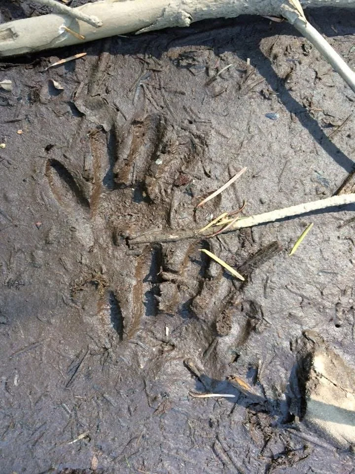 Raccon Track 1.jpg