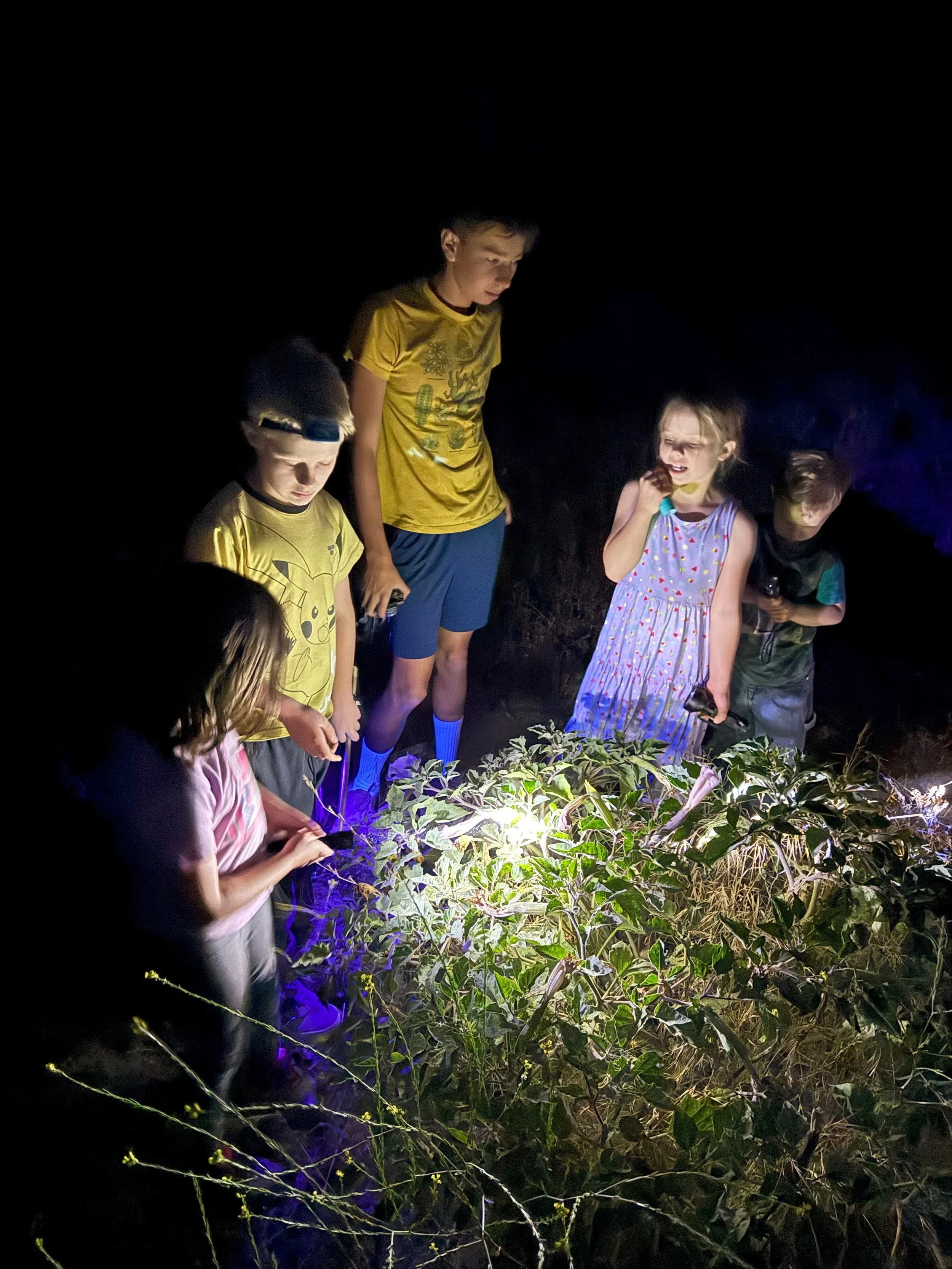Five children gathered around a glowing plant at night, examining it with flashlights.